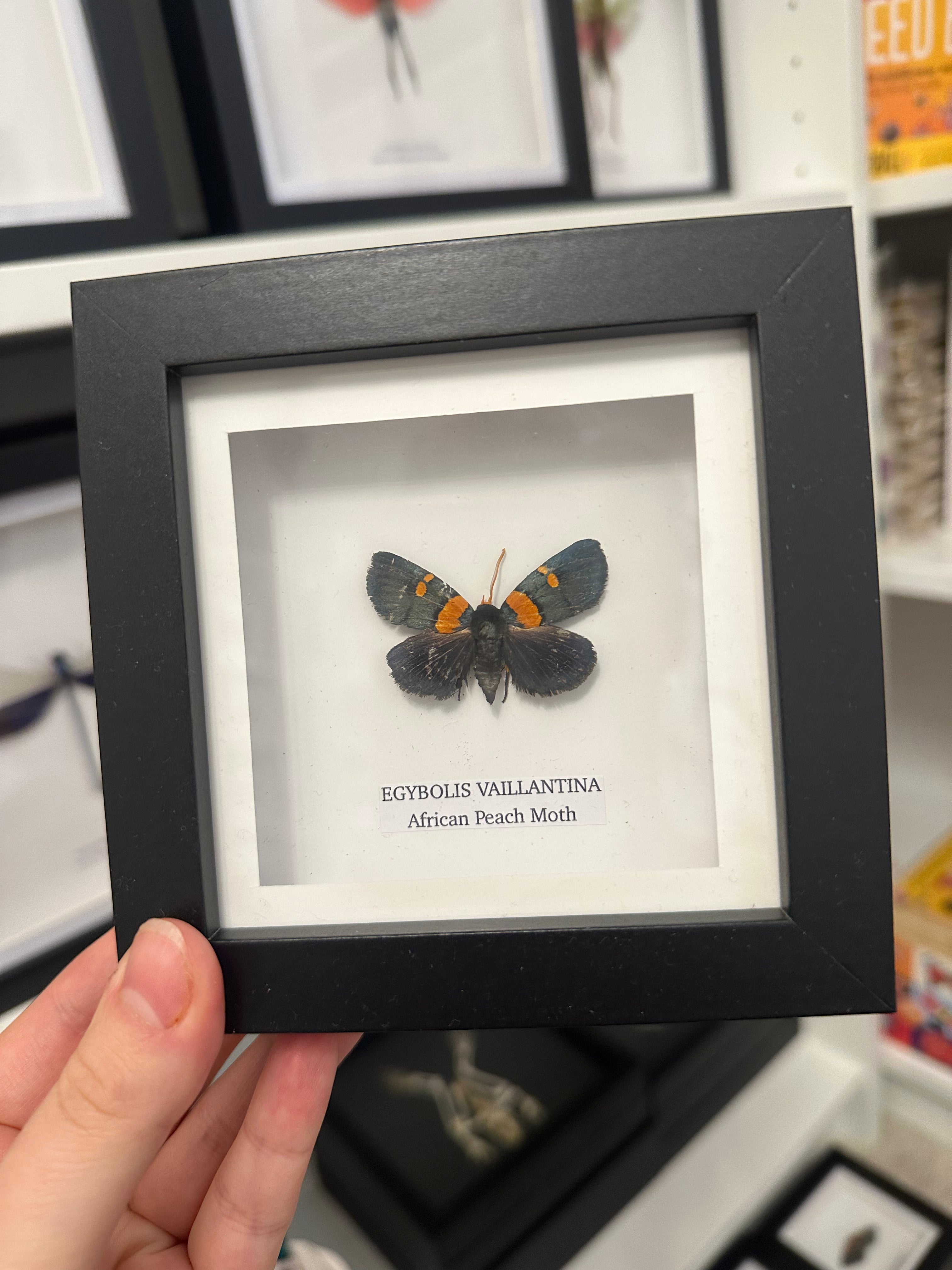 Sale | One Offs | Rare Pieces | Butterflies | Moths | Bugs