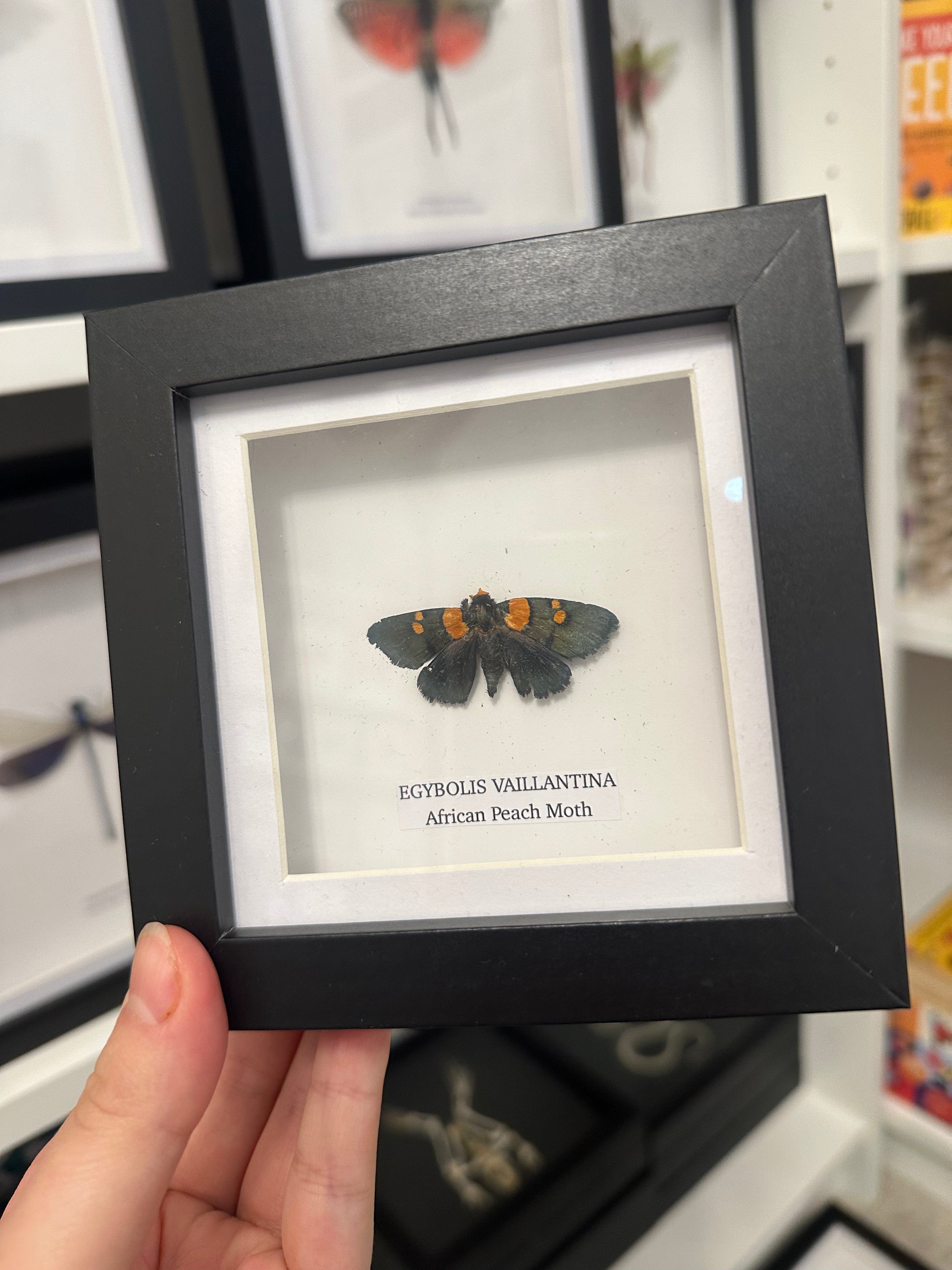 Sale | One Offs | Rare Pieces | Butterflies | Moths | Bugs