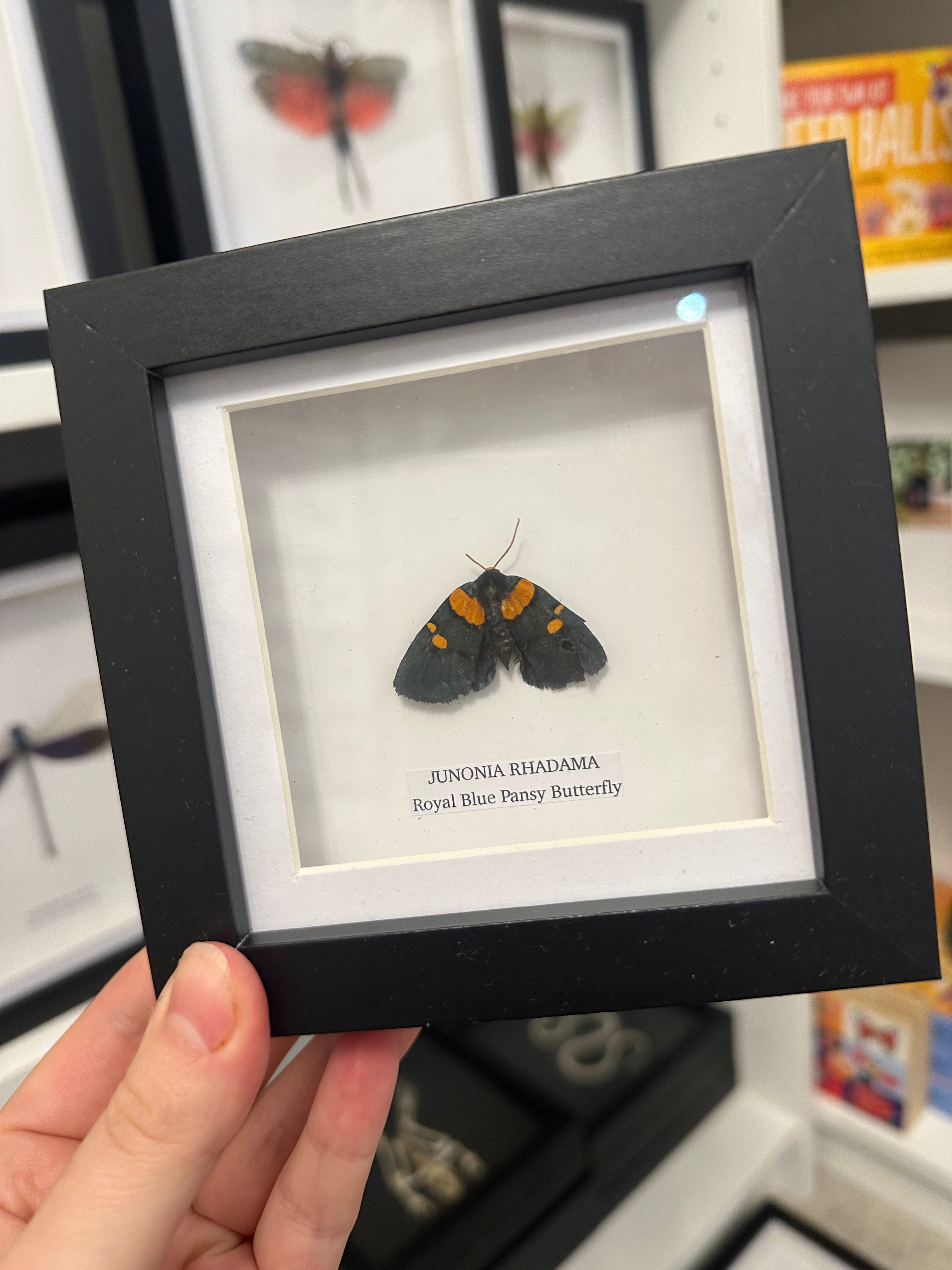 Sale | One Offs | Rare Pieces | Butterflies | Moths | Bugs