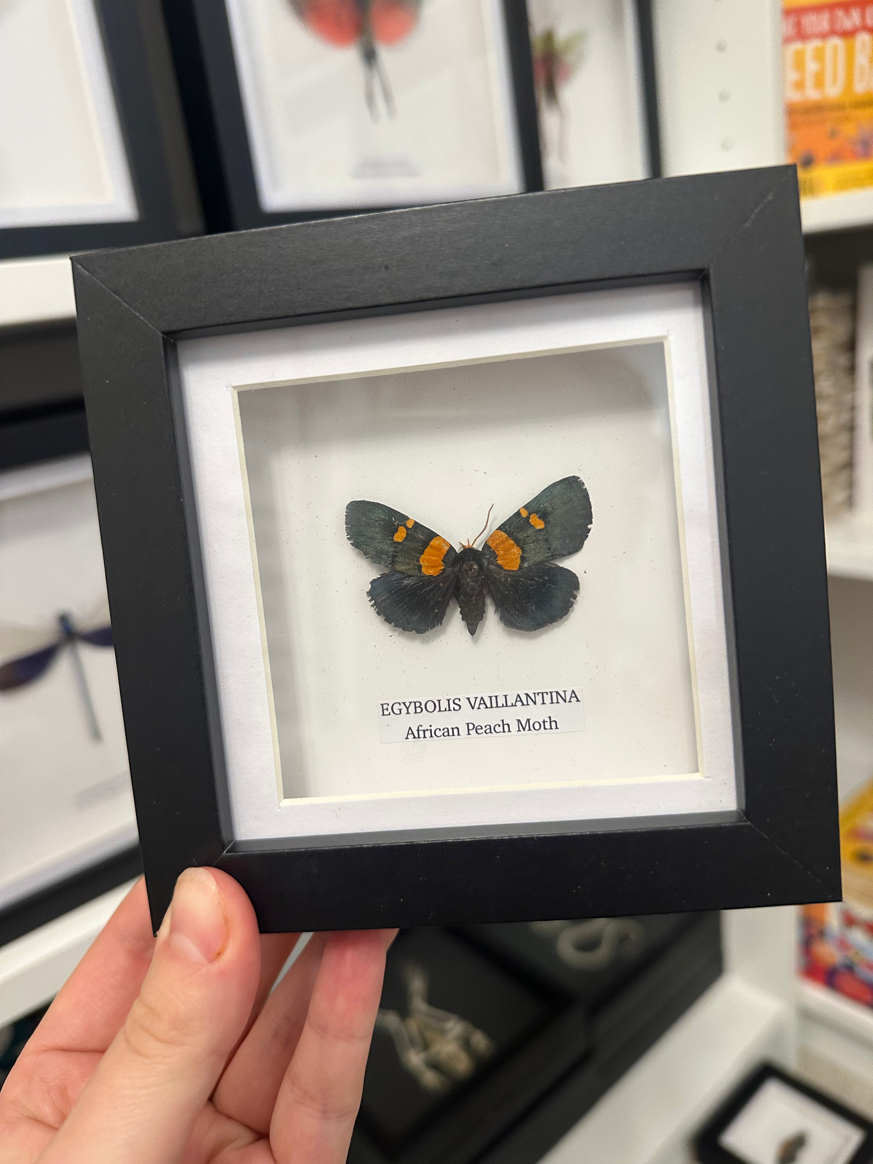 Sale | One Offs | Rare Pieces | Butterflies | Moths | Bugs