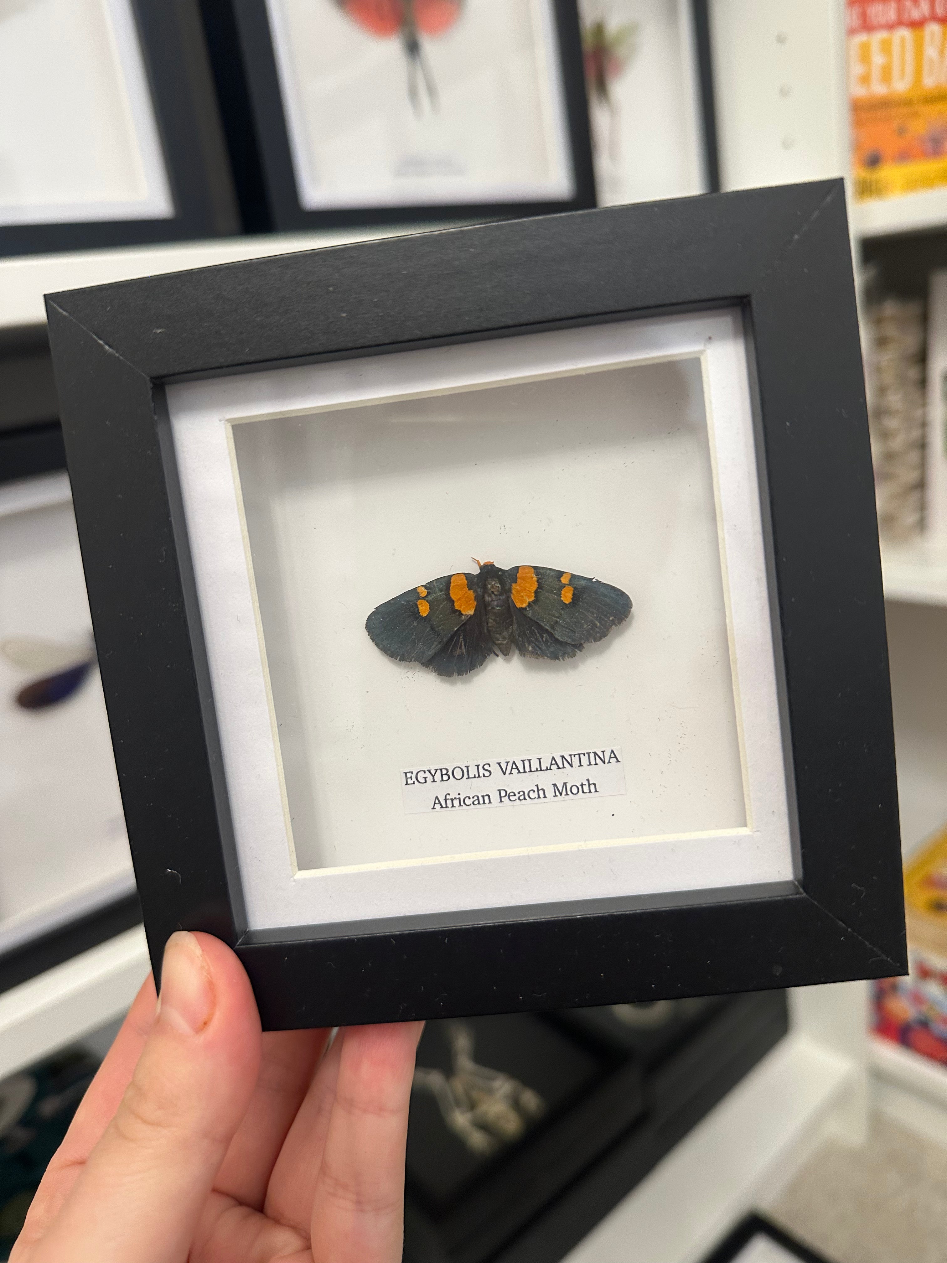 Sale | One Offs | Rare Pieces | Butterflies | Moths | Bugs