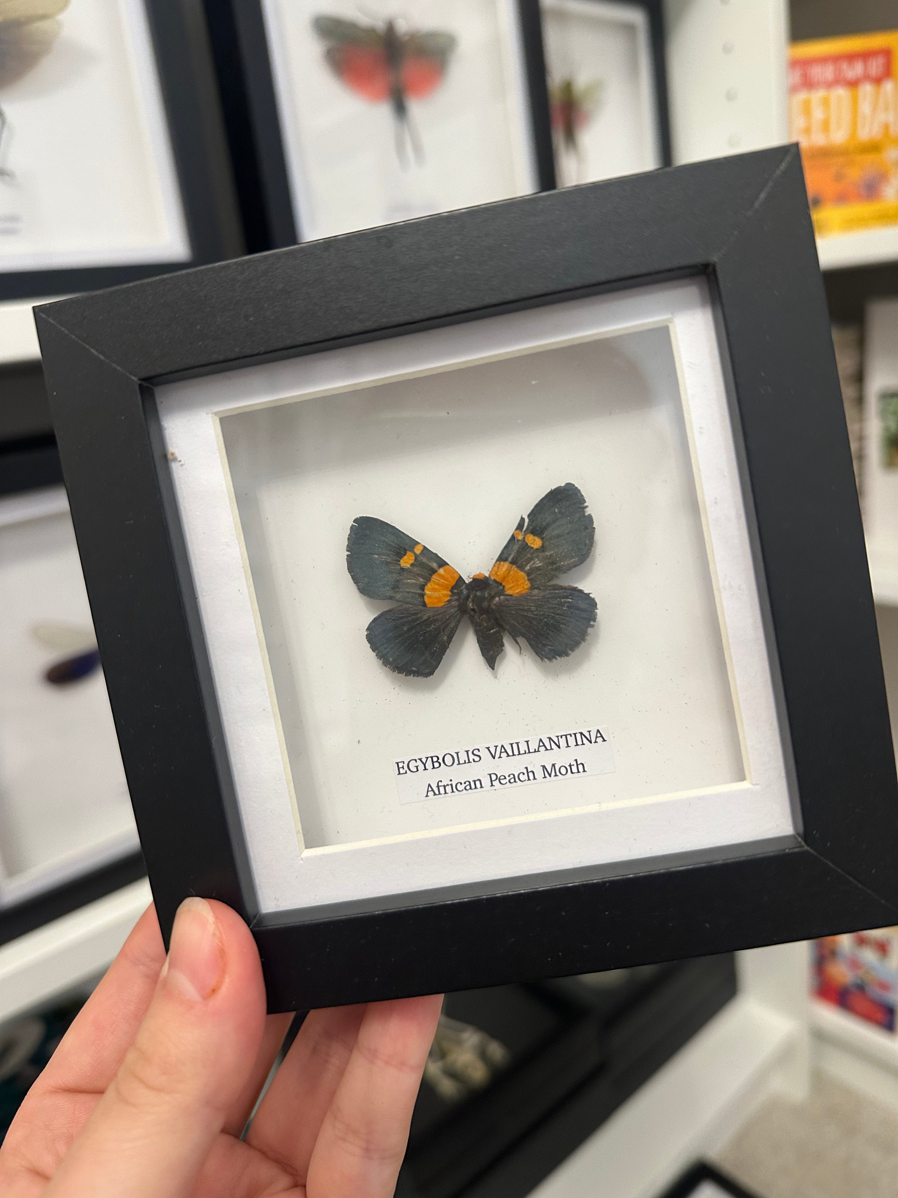 Sale | One Offs | Rare Pieces | Butterflies | Moths | Bugs