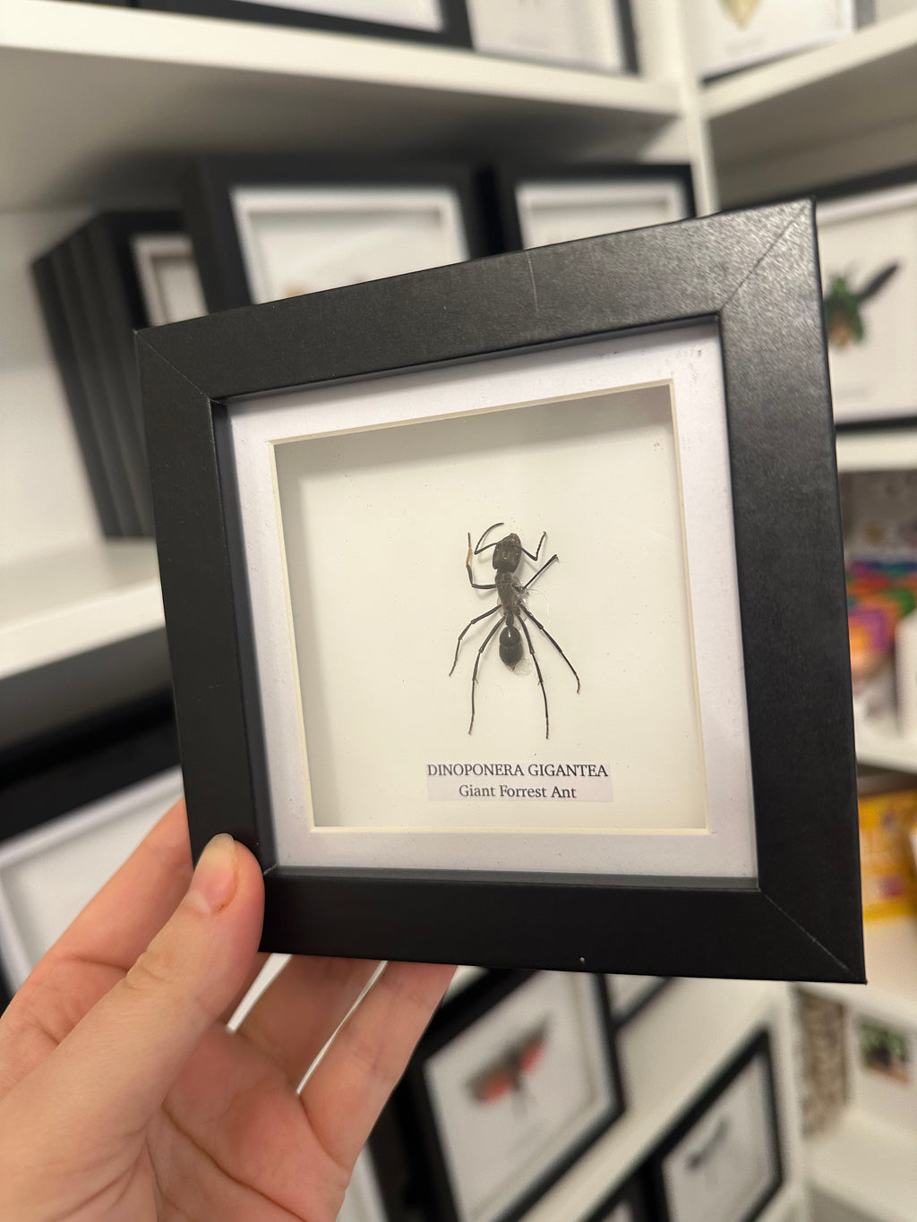 Sale | One Offs | Rare Pieces | Butterflies | Moths | Bugs