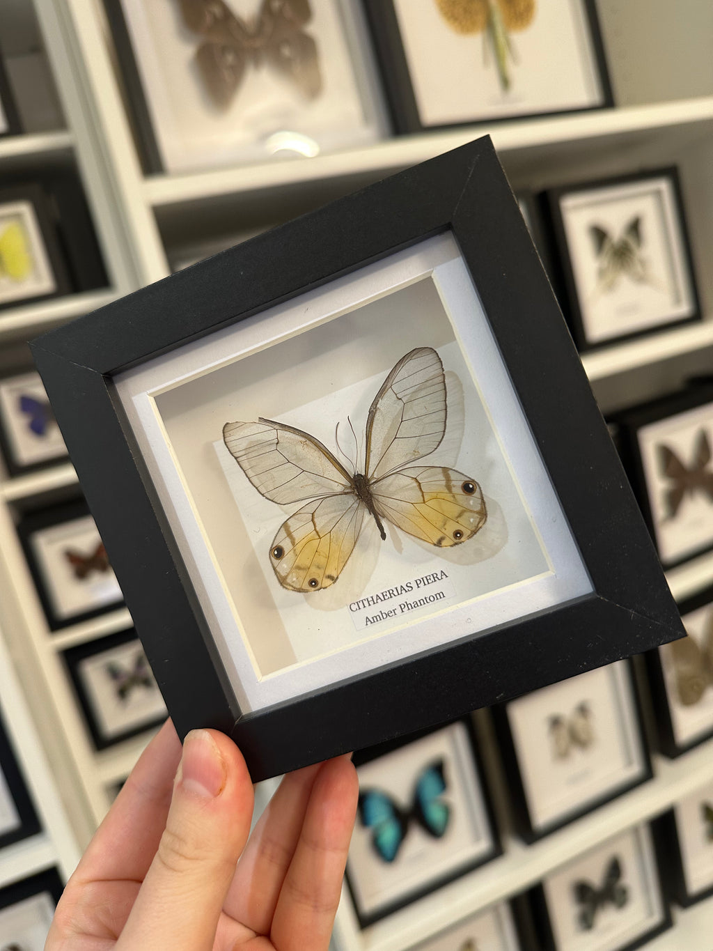 Sale | One Offs | Rare Pieces | Butterflies | Moths | Bugs