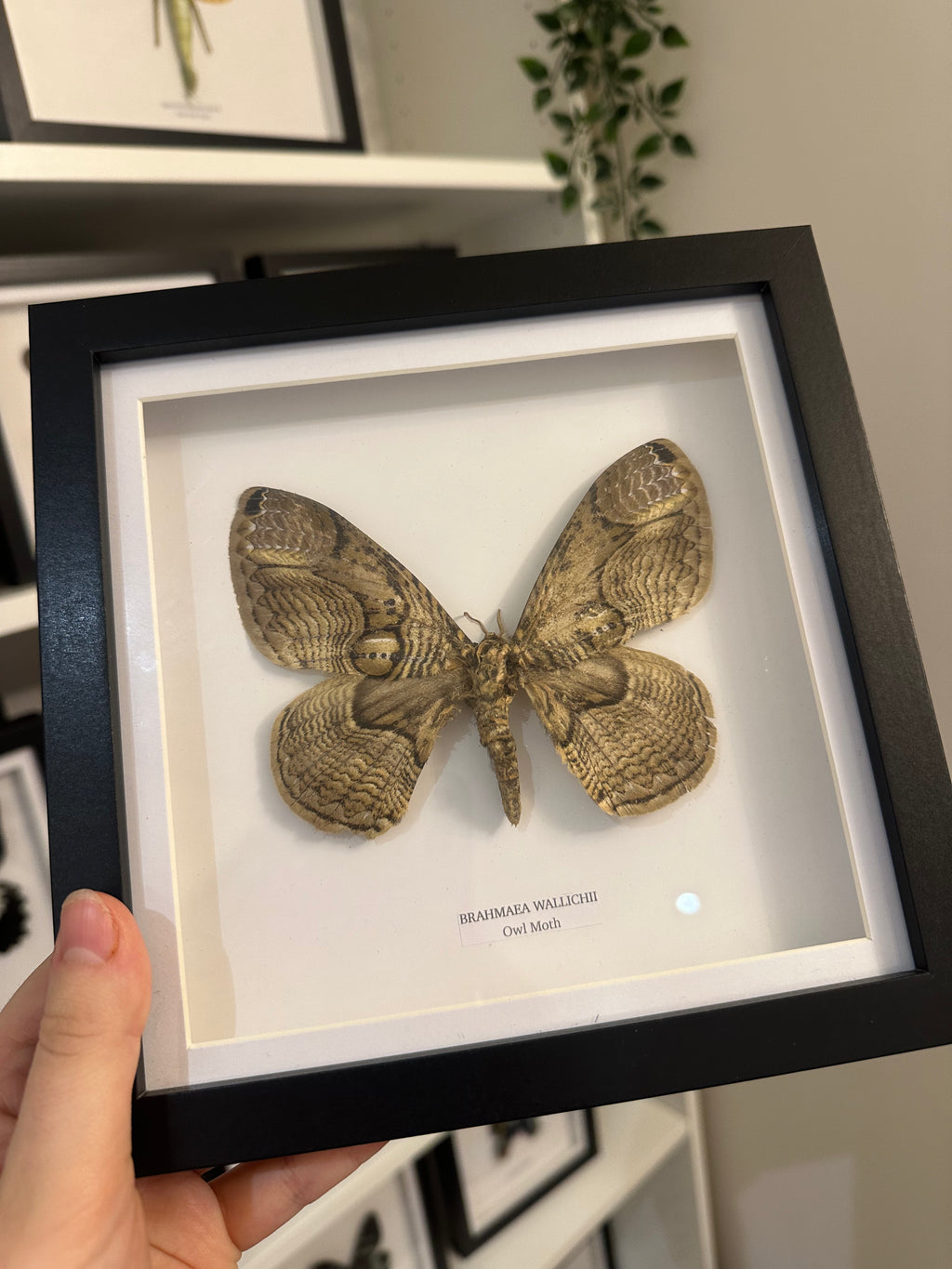 Owl Moth | Brahmaea Wallichii | Medium Frame • Taxidermy Entomology Home Decor Framed Art