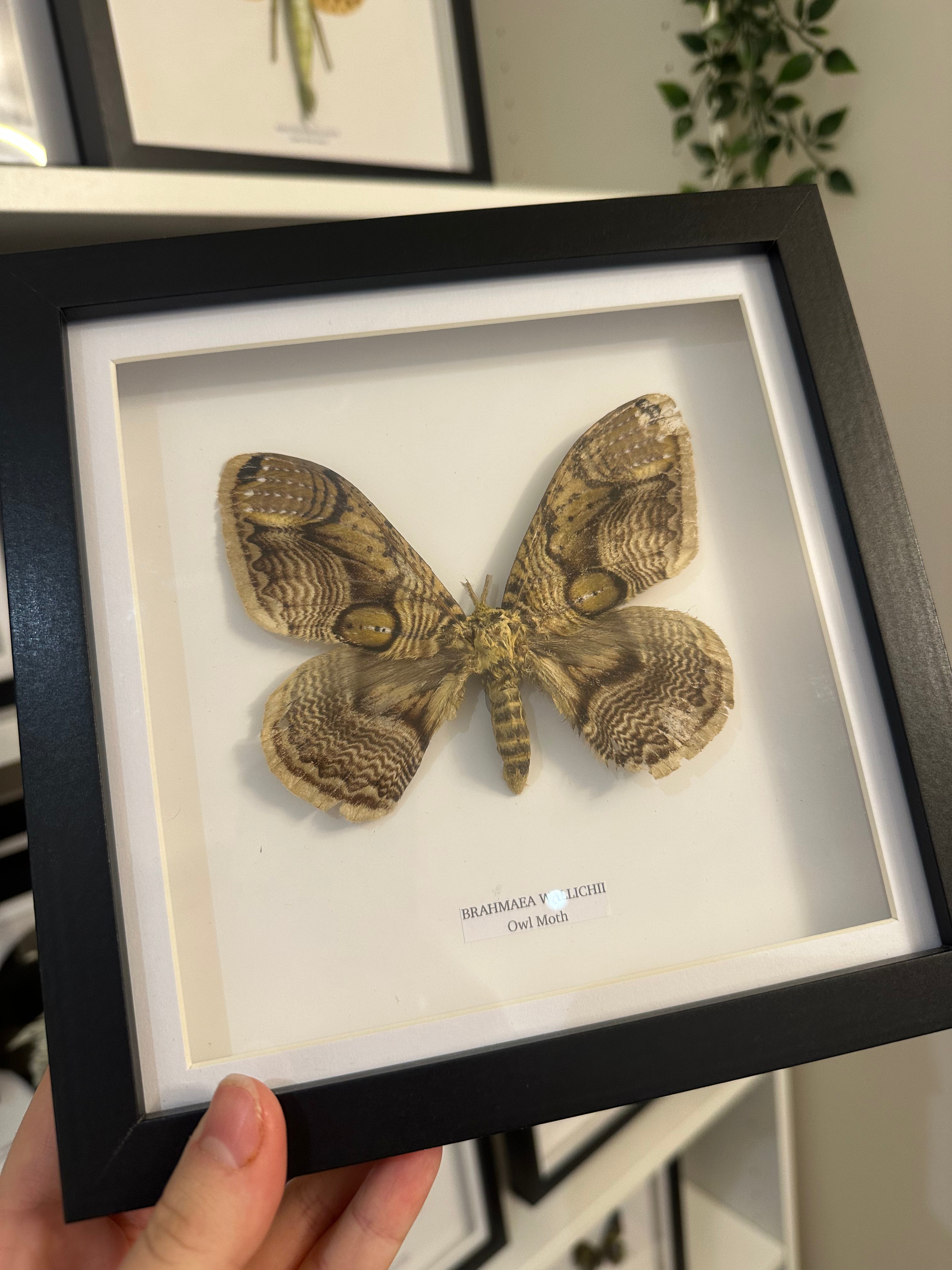 Owl Moth | Brahmaea Wallichii | Medium Frame • Taxidermy Entomology Home Decor Framed Art