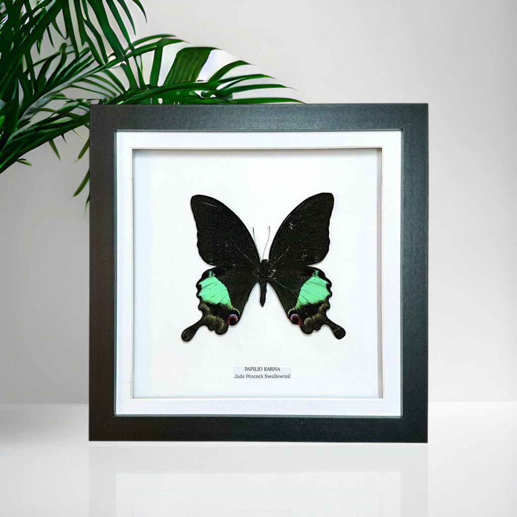 Jade Peacock Swallowtail | Papilo Karna | Medium Frame • Taxidermy Entomology Home Decor Framed Art