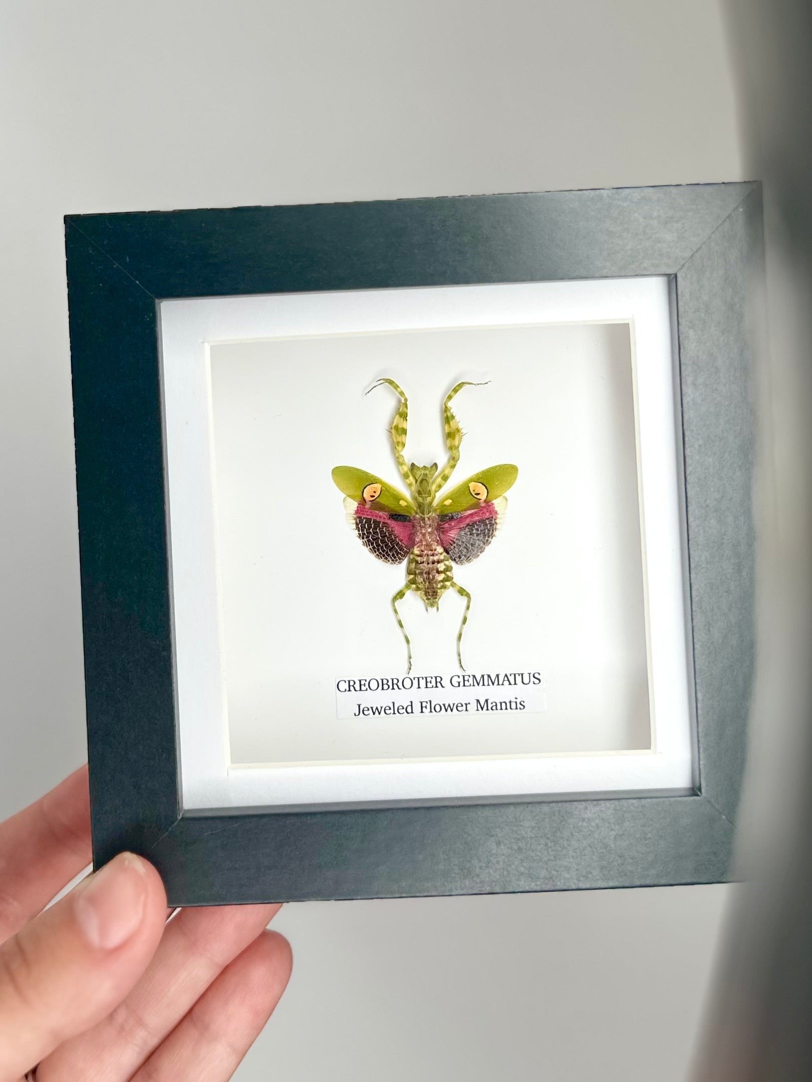 Jeweled Flower Mantis | Creobroter Gemmatus | Small deep box black or white Frame - Taxidermy Entomology Home Decor Framed Natural Art handmade by cuteaholic gifts
