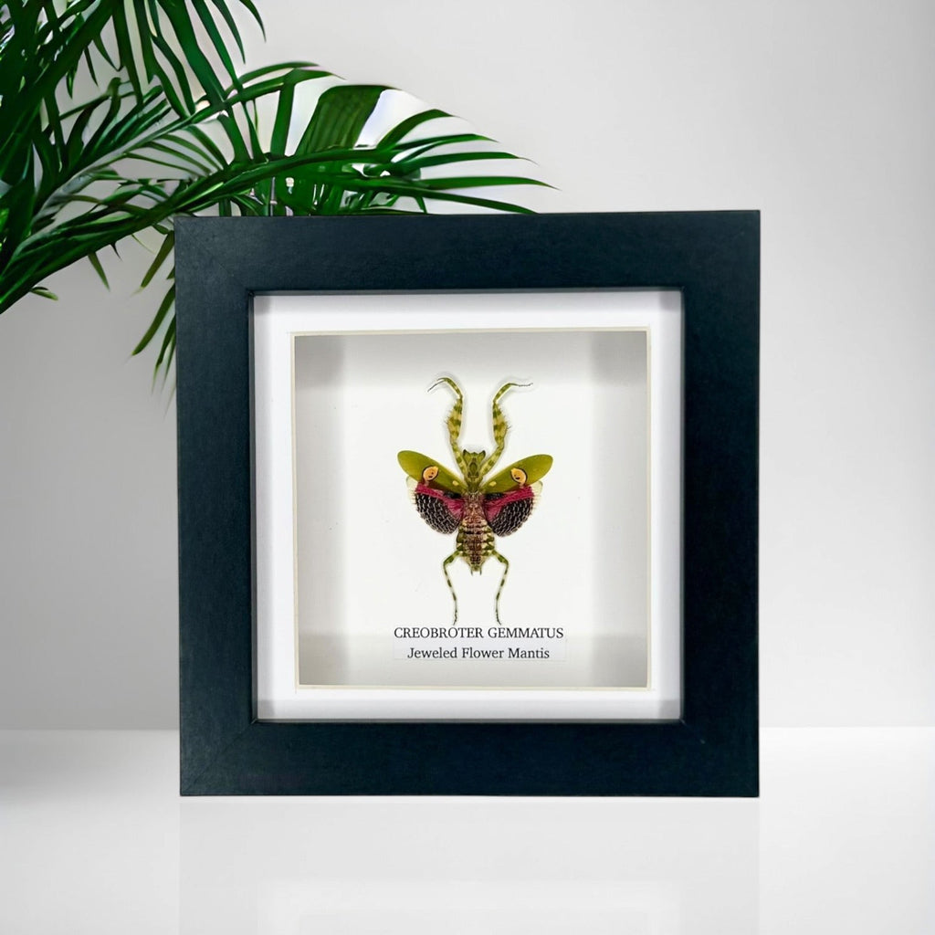 Jeweled Flower Mantis | Creobroter Gemmatus | Small deep box black or white Frame - Taxidermy Entomology Home Decor Framed Natural Art handmade by cuteaholic gifts