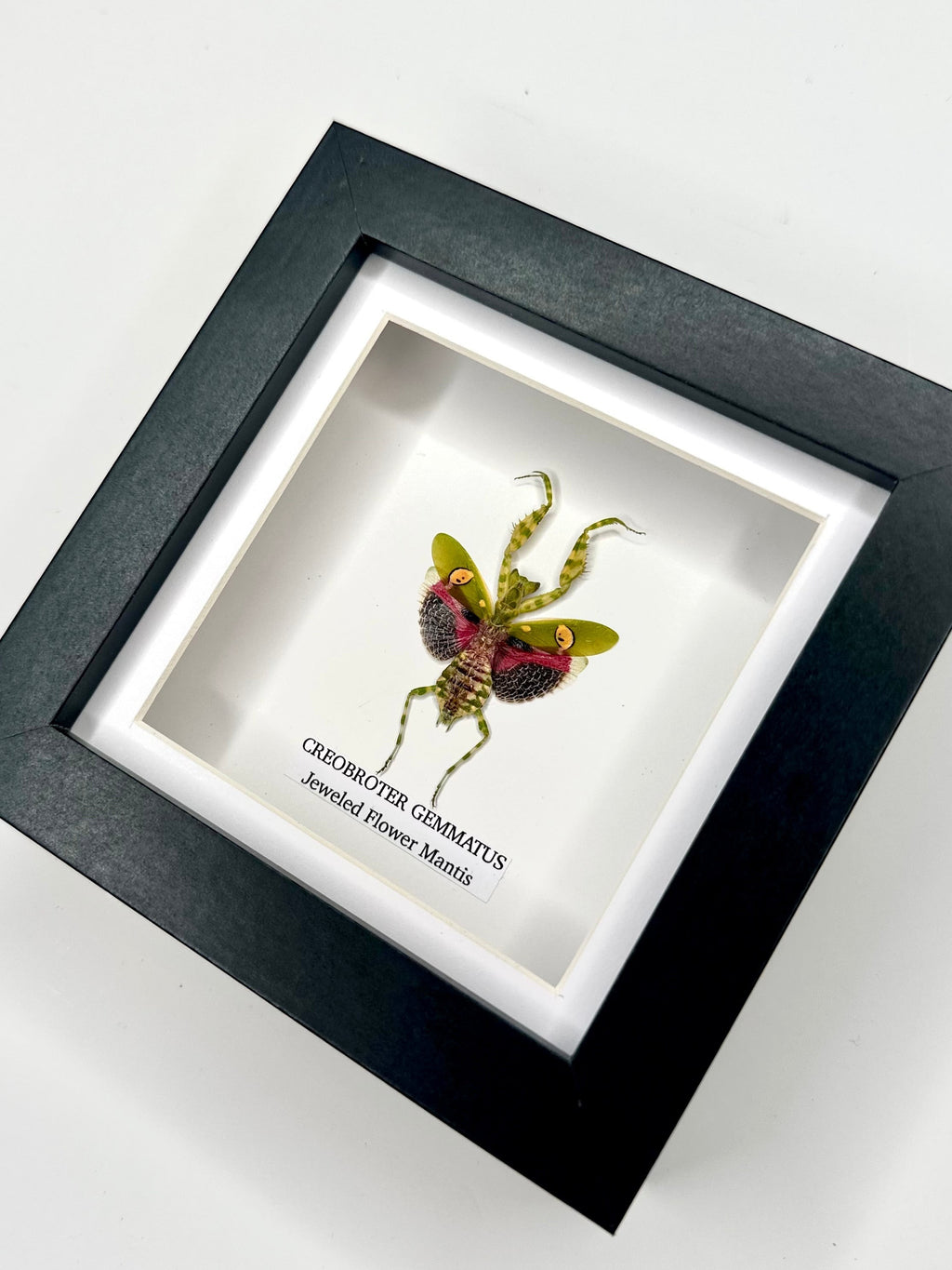 Jeweled Flower Mantis | Creobroter Gemmatus | Small deep box black or white Frame - Taxidermy Entomology Home Decor Framed Natural Art handmade by cuteaholic gifts
