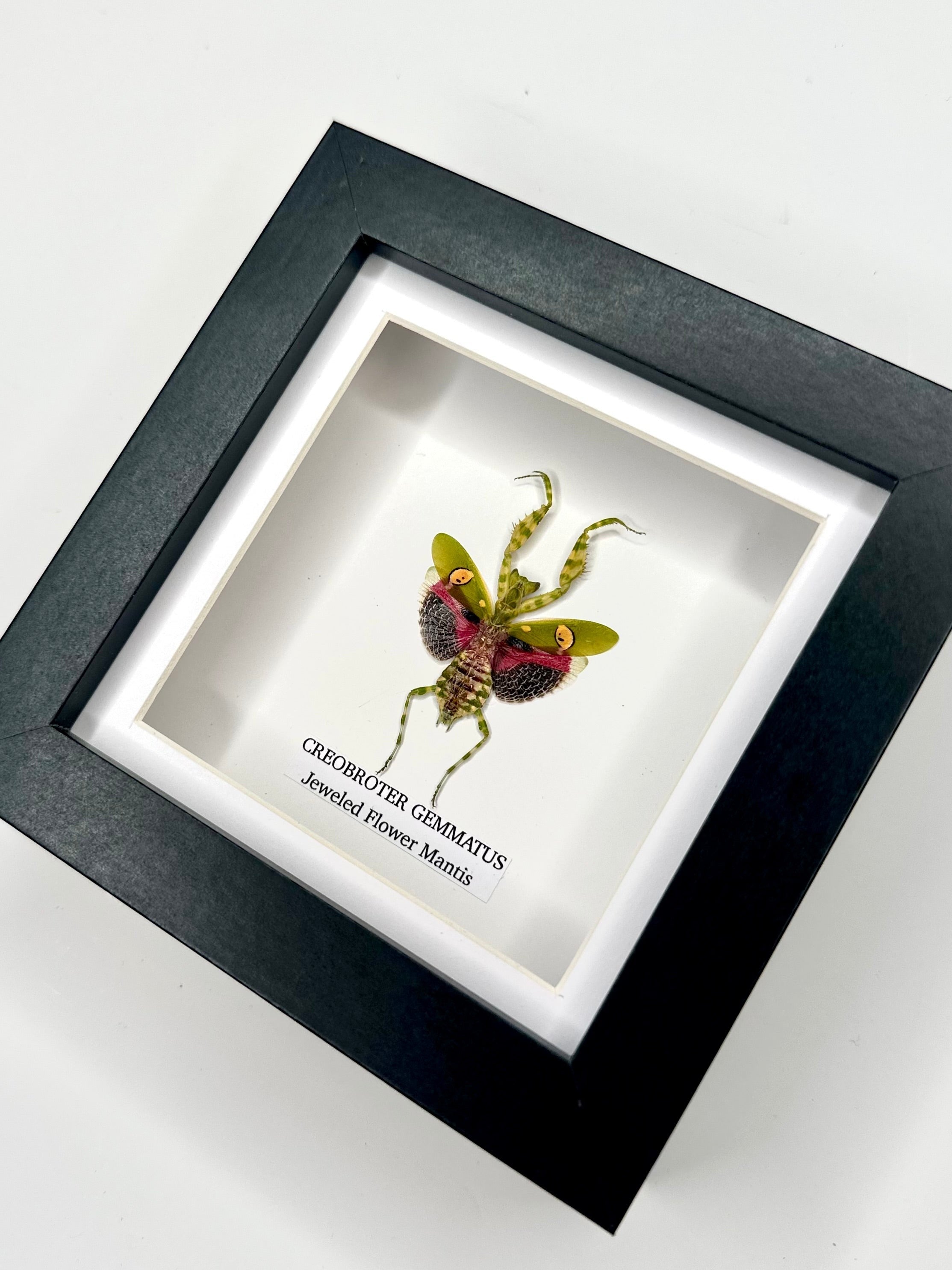 Jeweled Flower Mantis | Creobroter Gemmatus | Small deep box black or white Frame - Taxidermy Entomology Home Decor Framed Natural Art handmade by cuteaholic gifts
