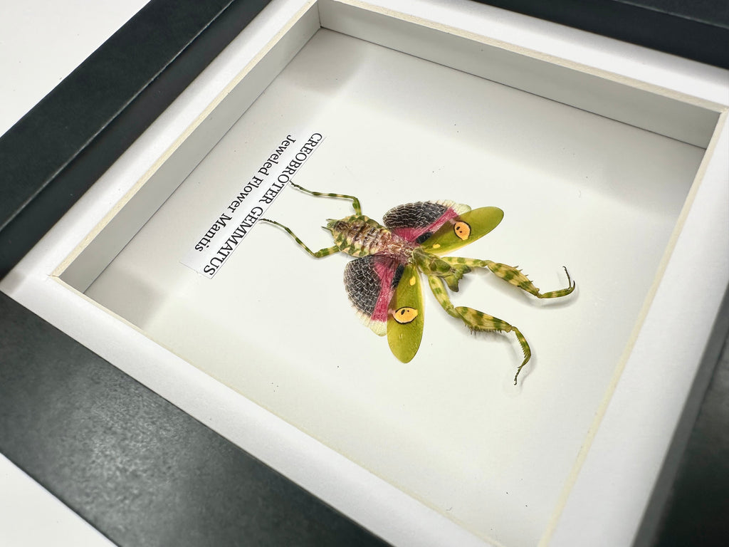 Jeweled Flower Mantis | Creobroter Gemmatus | Small deep box black or white Frame - Taxidermy Entomology Home Decor Framed Natural Art handmade by cuteaholic gifts