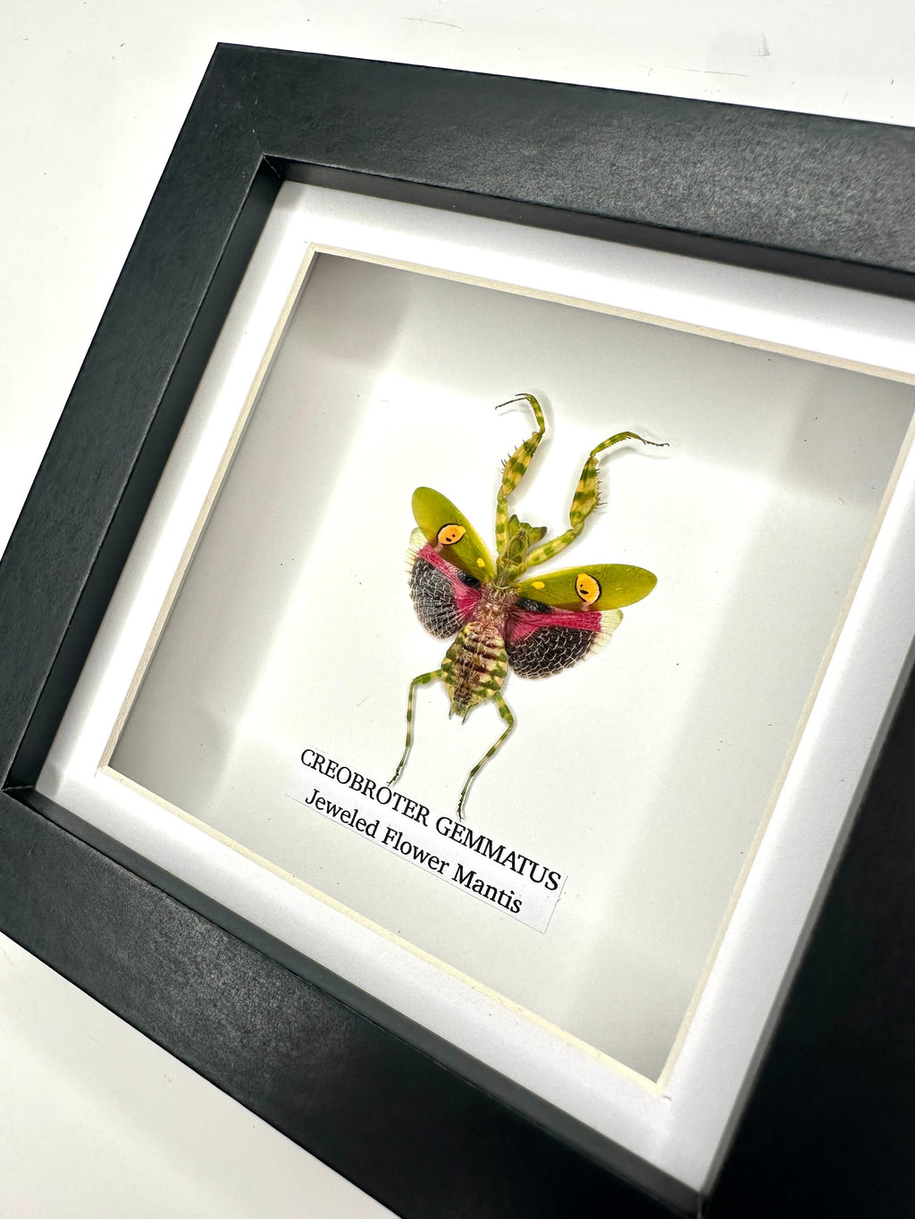 Jeweled Flower Mantis | Creobroter Gemmatus | Small deep box black or white Frame - Taxidermy Entomology Home Decor Framed Natural Art handmade by cuteaholic gifts
