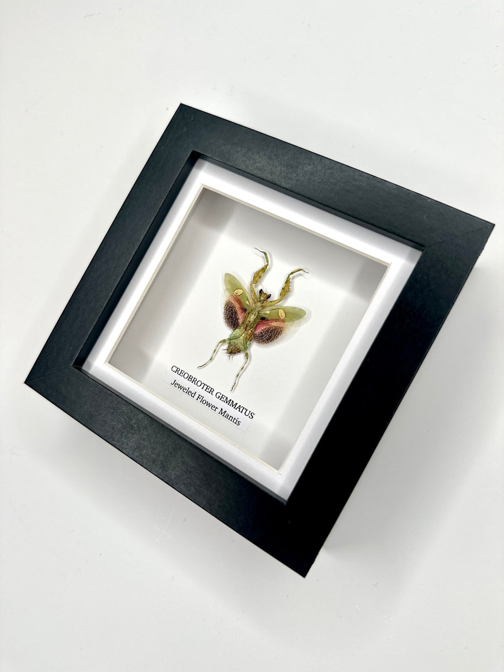Jeweled Flower Mantis | Creobroter Gemmatus | Small deep box black or white Frame - Taxidermy Entomology Home Decor Framed Natural Art handmade by cuteaholic gifts