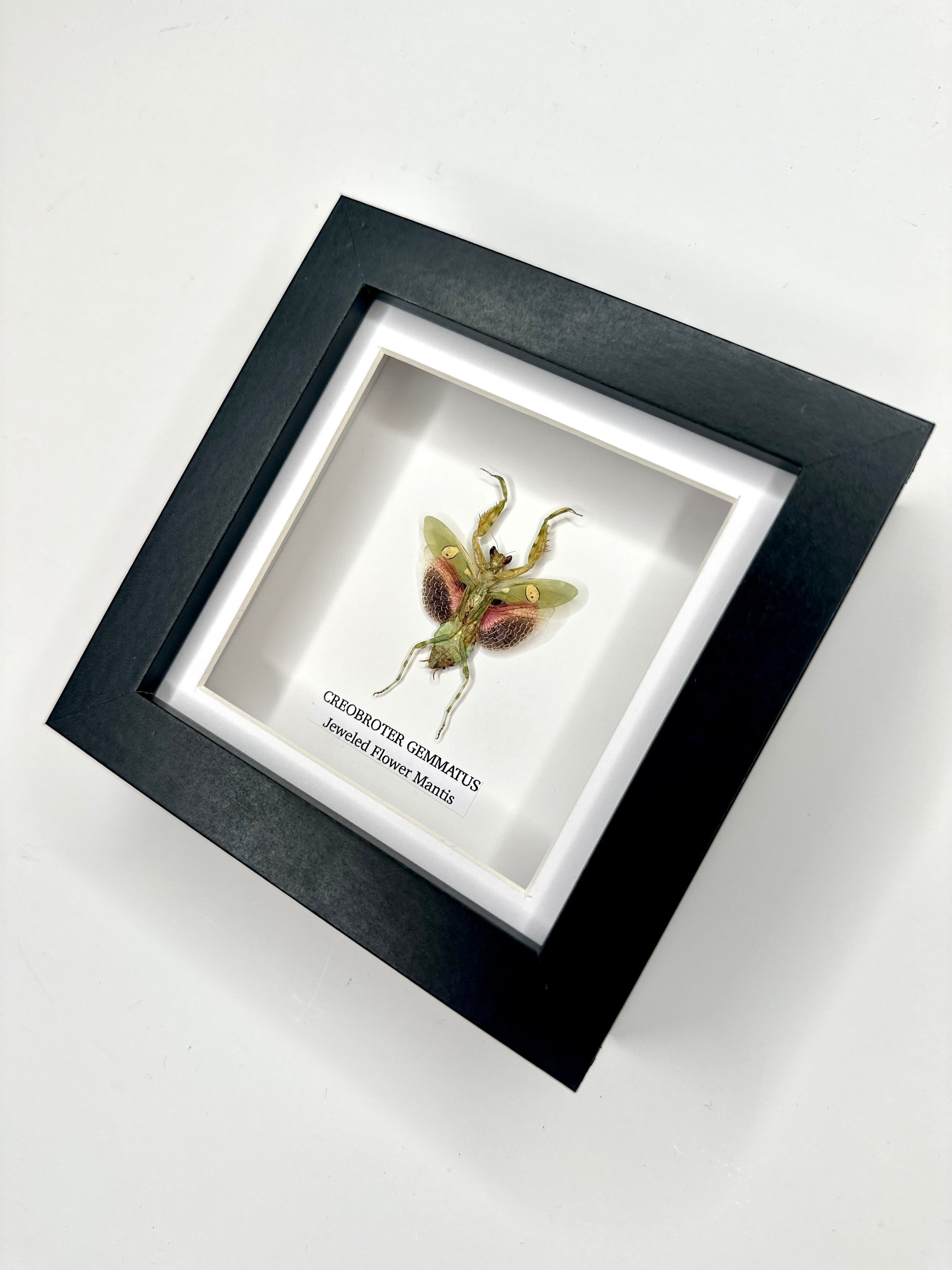 Jeweled Flower Mantis | Creobroter Gemmatus | Small deep box black or white Frame - Taxidermy Entomology Home Decor Framed Natural Art handmade by cuteaholic gifts