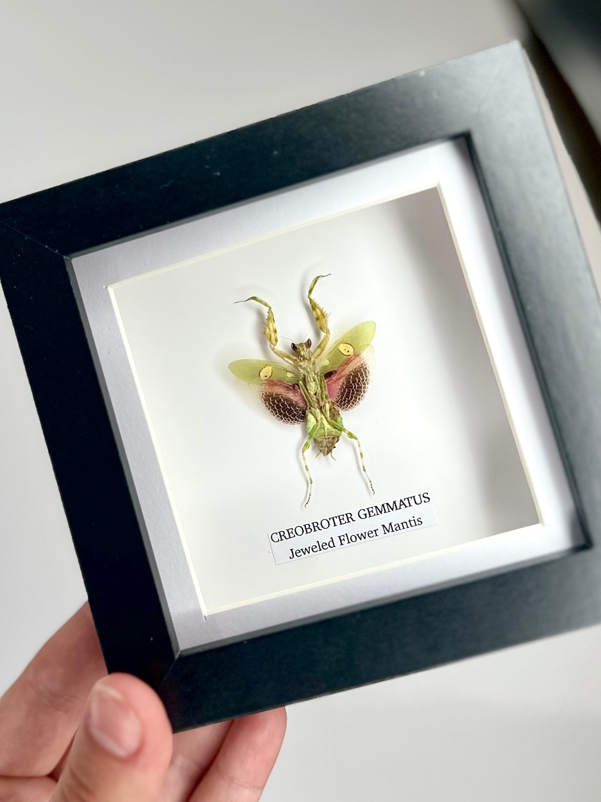 Jeweled Flower Mantis | Creobroter Gemmatus | Small deep box black or white Frame - Taxidermy Entomology Home Decor Framed Natural Art handmade by cuteaholic gifts