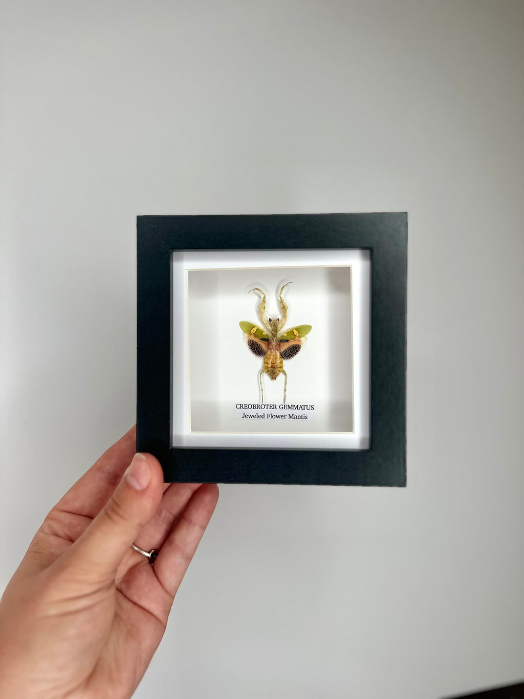 Jeweled Flower Mantis | Creobroter Gemmatus | Small deep box black or white Frame - Taxidermy Entomology Home Decor Framed Natural Art handmade by cuteaholic gifts