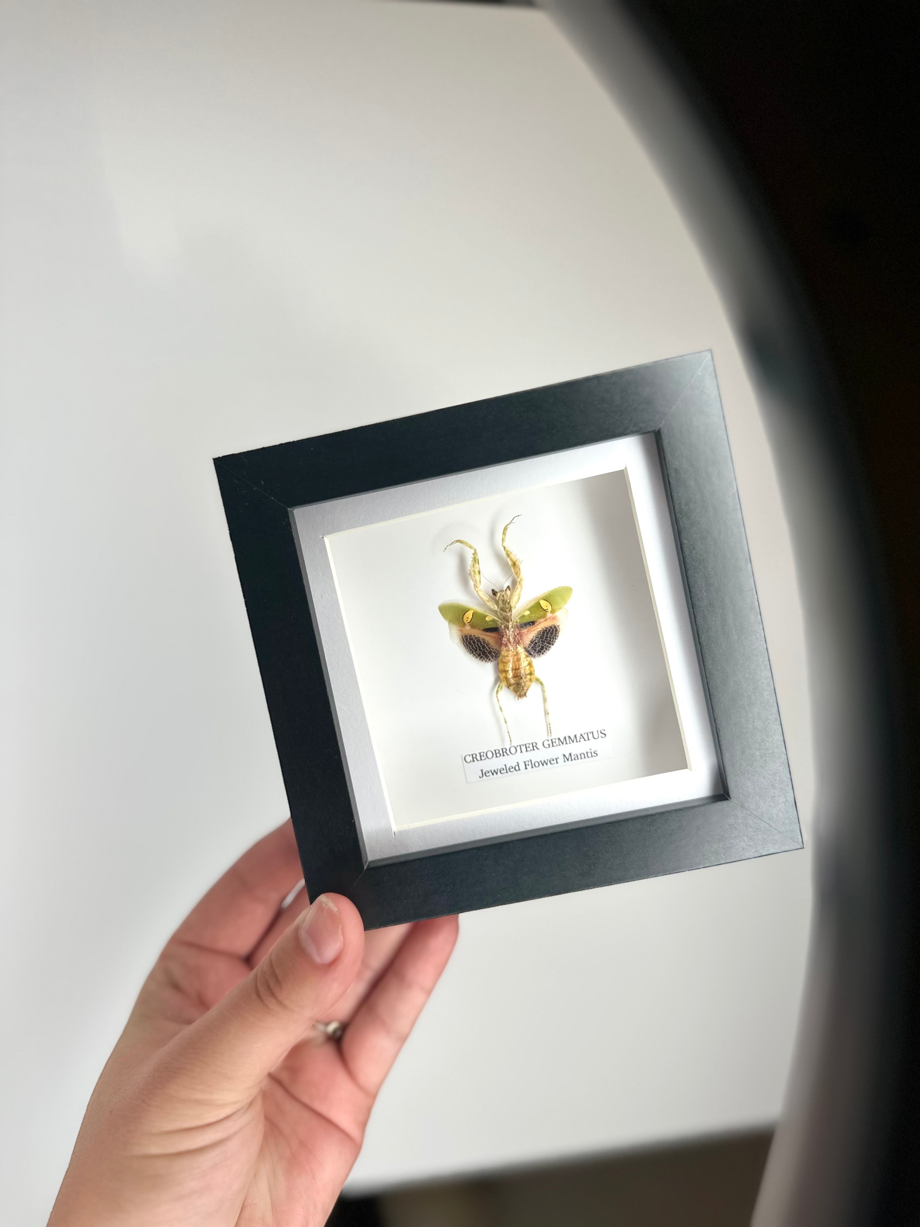 Jeweled Flower Mantis | Creobroter Gemmatus | Small deep box black or white Frame - Taxidermy Entomology Home Decor Framed Natural Art handmade by cuteaholic gifts