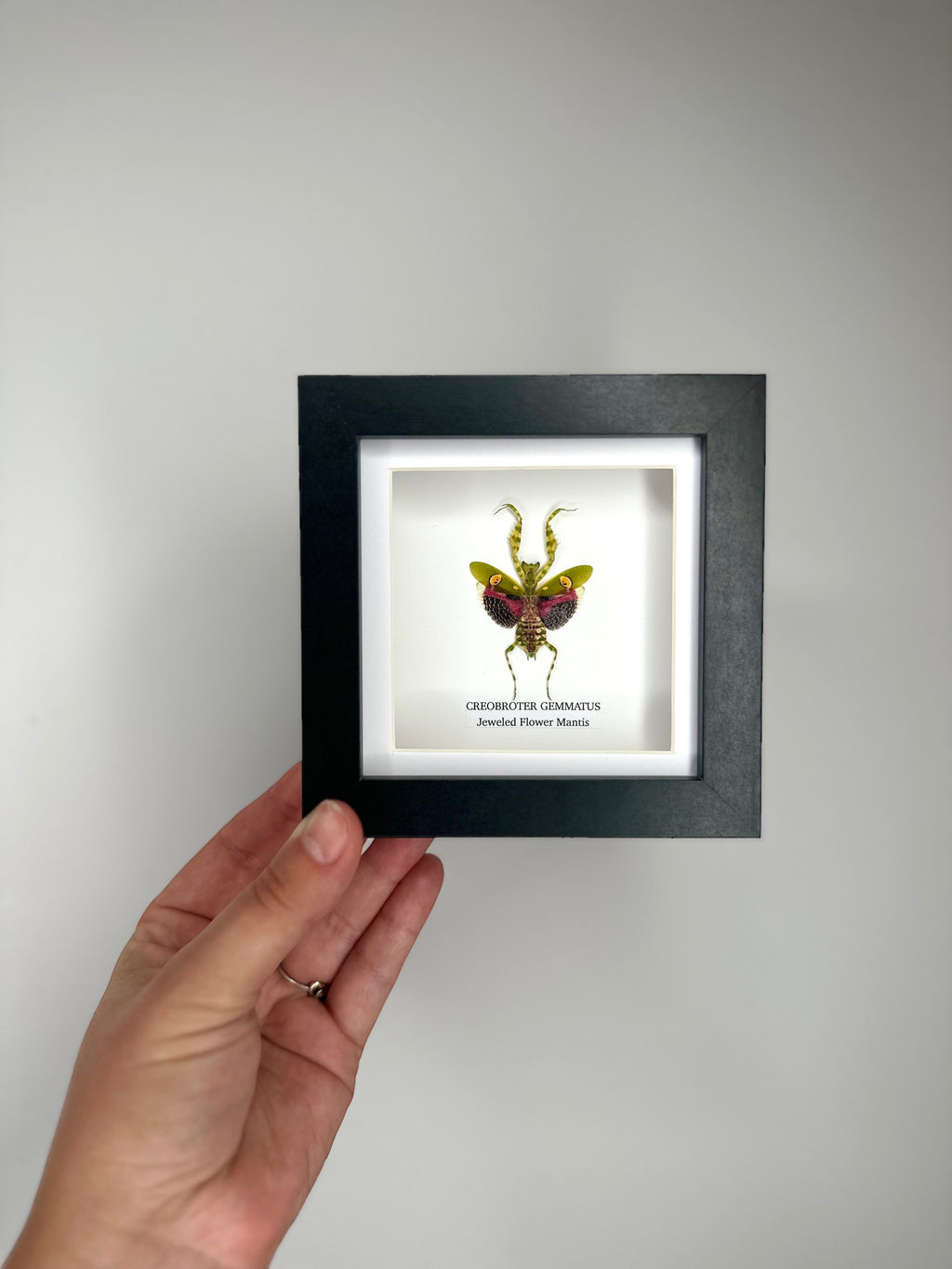Jeweled Flower Mantis | Creobroter Gemmatus | Small deep box black or white Frame - Taxidermy Entomology Home Decor Framed Natural Art handmade by cuteaholic gifts