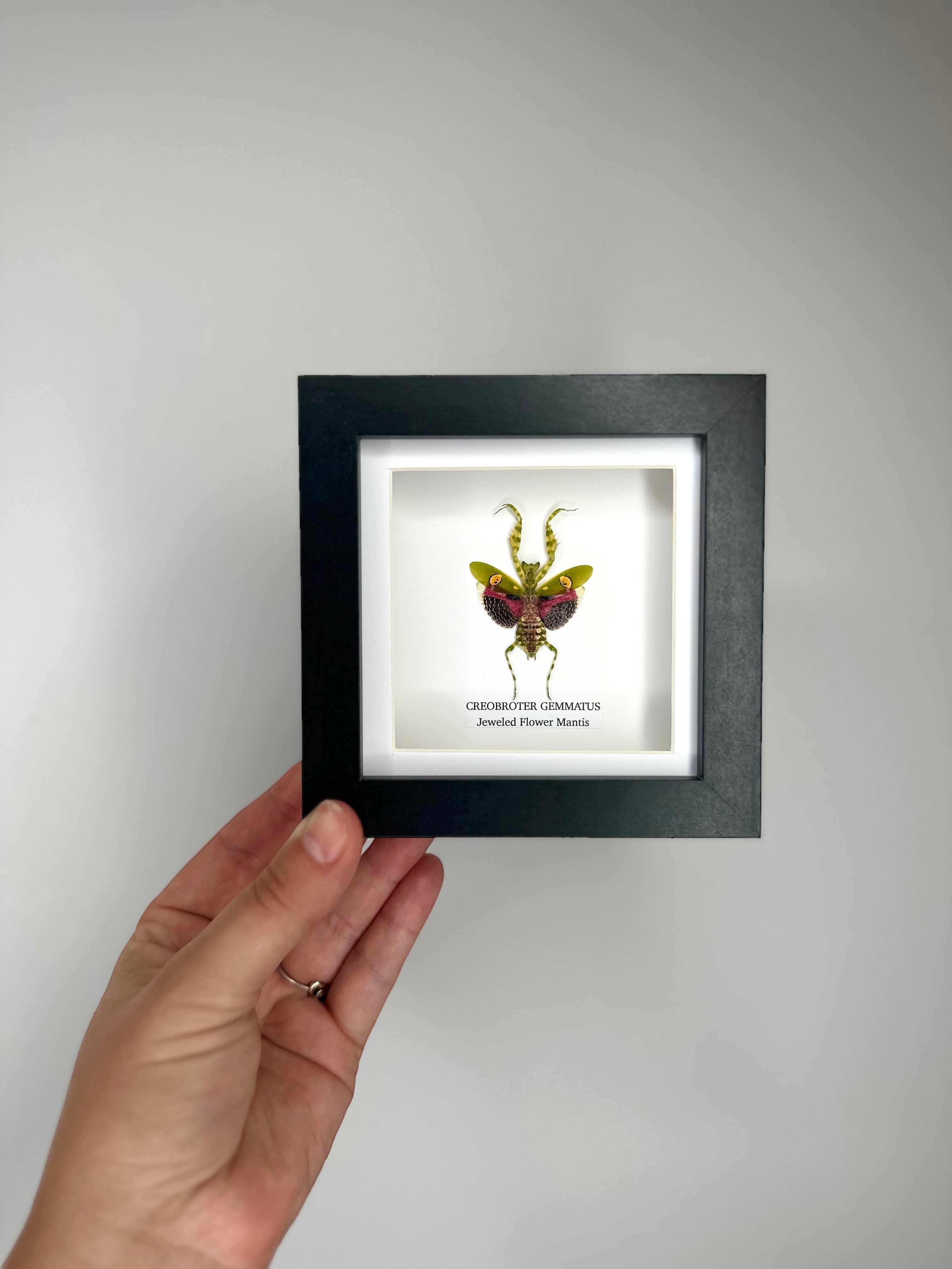 Jeweled Flower Mantis | Creobroter Gemmatus | Small deep box black or white Frame - Taxidermy Entomology Home Decor Framed Natural Art handmade by cuteaholic gifts