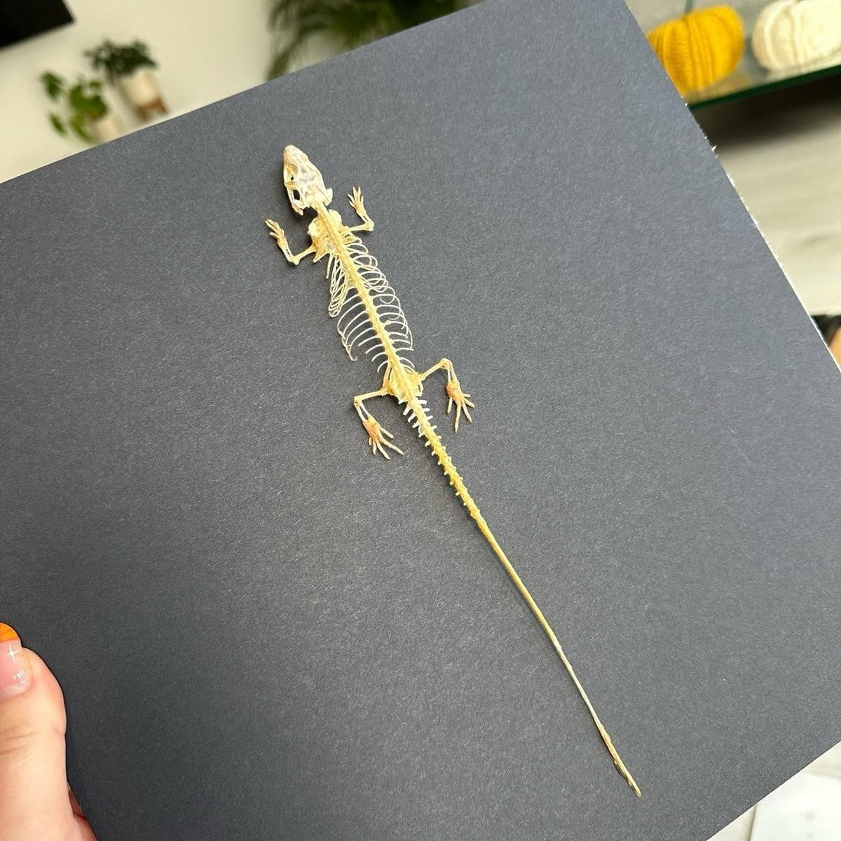 Lizard Skeleton | Large Frame • Taxidermy Entomology Home Decor Framed Art