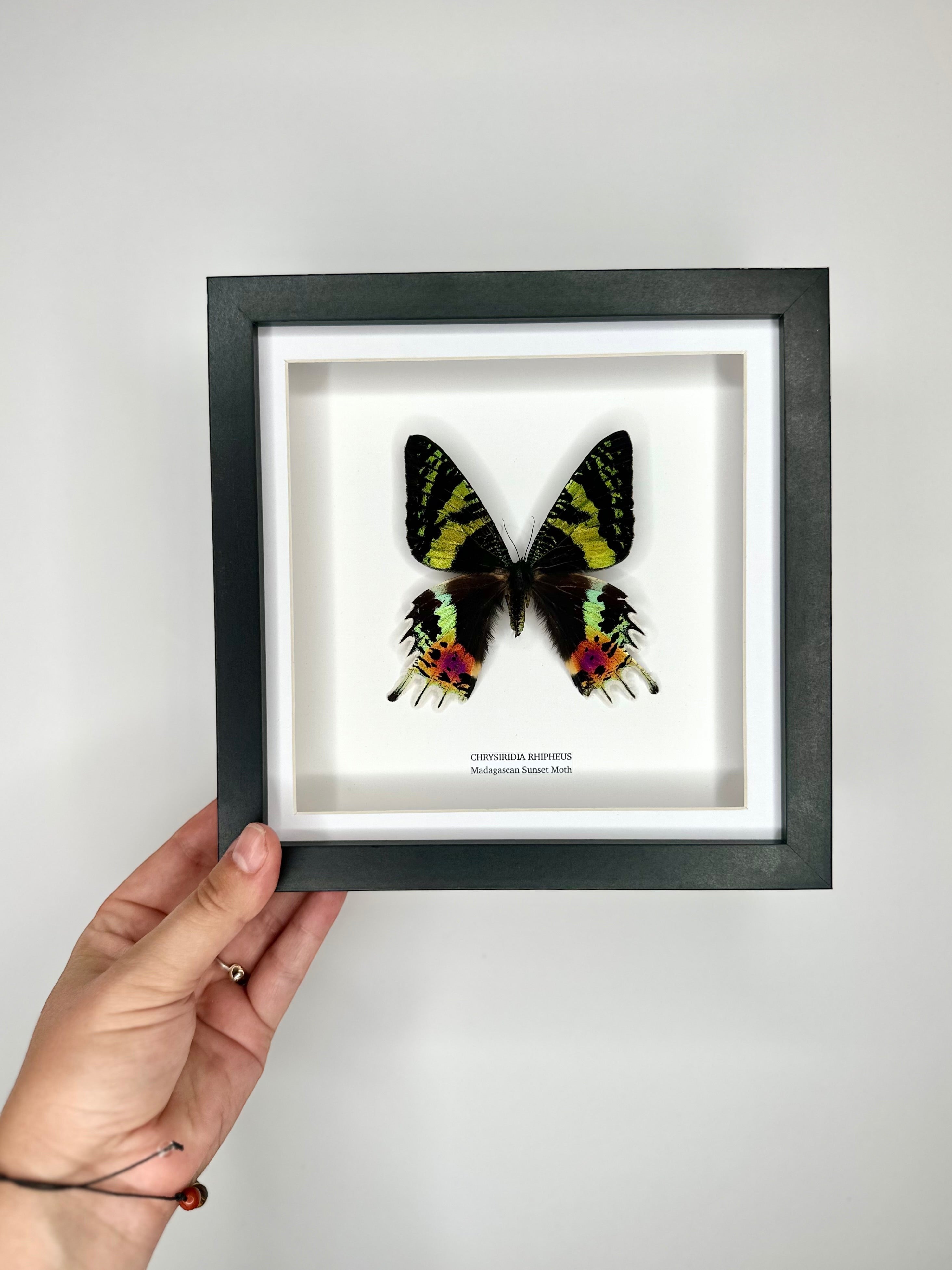 Madagascan Sunset Moth Front | Chrysiridia Rhipheus - black deep shadow Medium Frame - Taxidermy Entomology Home Decor Framed Natural Art handmade by cuteaholic gifts