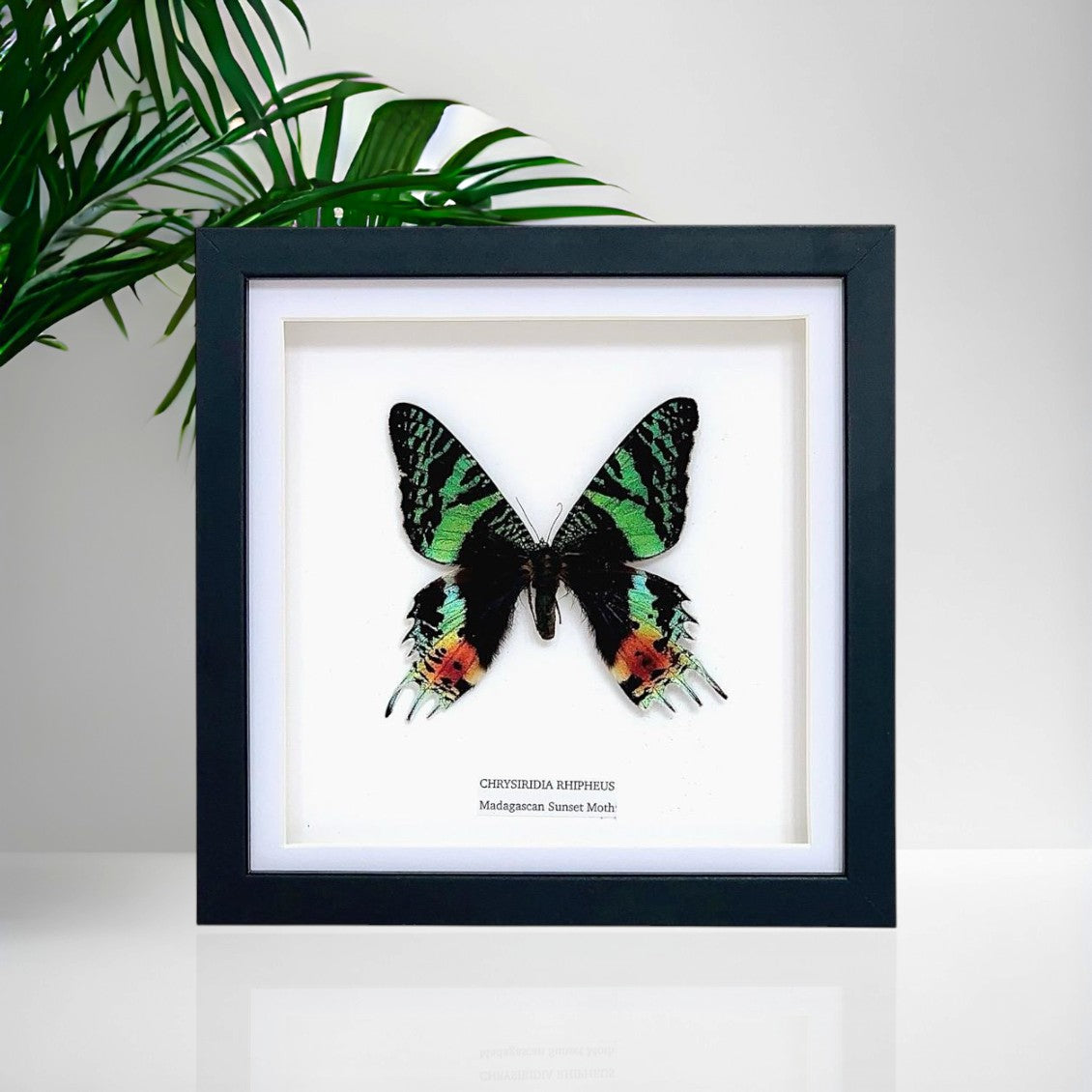 Madagascan Sunset Moth Front | Medium Frame • Taxidermy Entomology Home Decor Framed Art