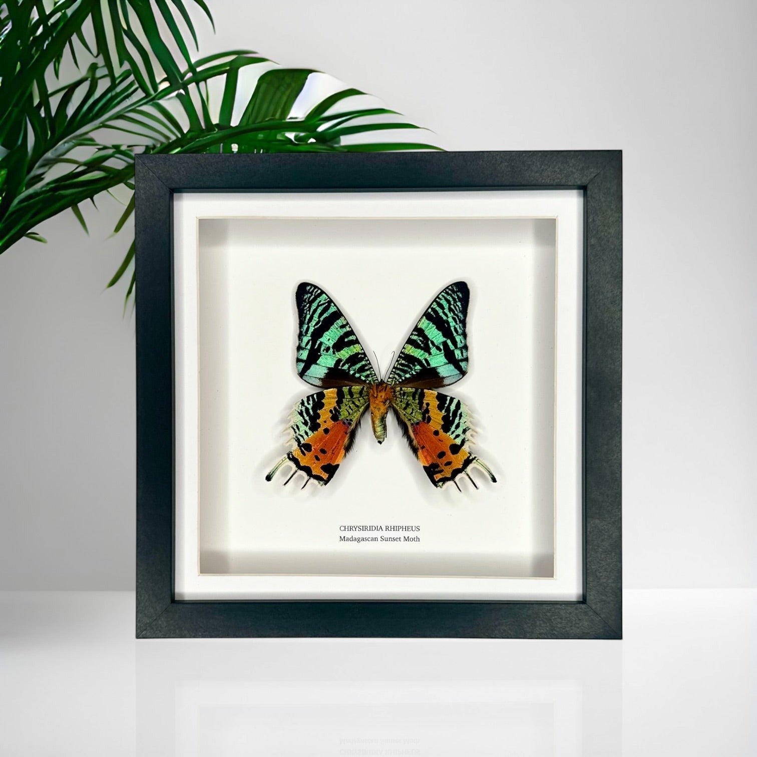 Madagascan Sunset Moth Underwing Chrysiridia Rhipheus | Medium deep shadow Frame - Taxidermy Entomology Home Decor Framed Natural Art handmade by cuteaholic gifts