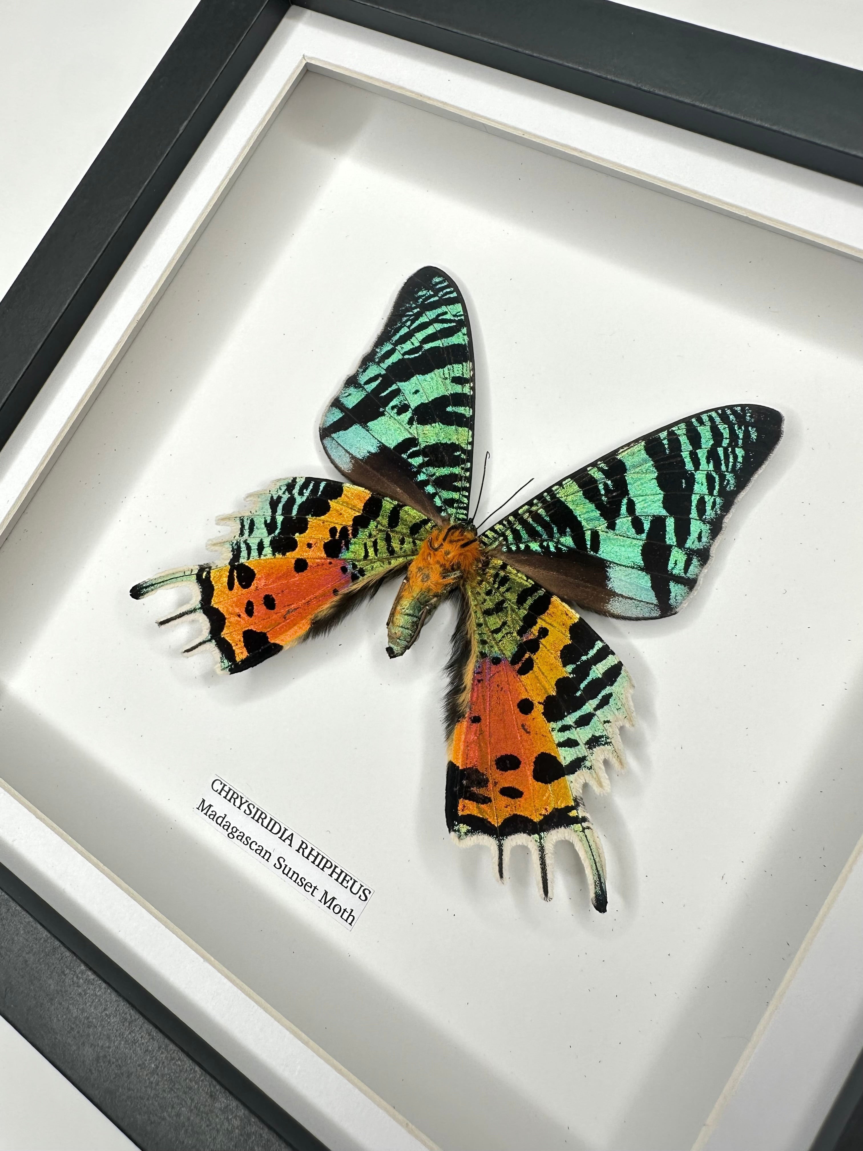 Madagascan Sunset Moth Underwing Chrysiridia Rhipheus | Medium deep shadow Frame - Taxidermy Entomology Home Decor Framed Natural Art handmade by cuteaholic gifts