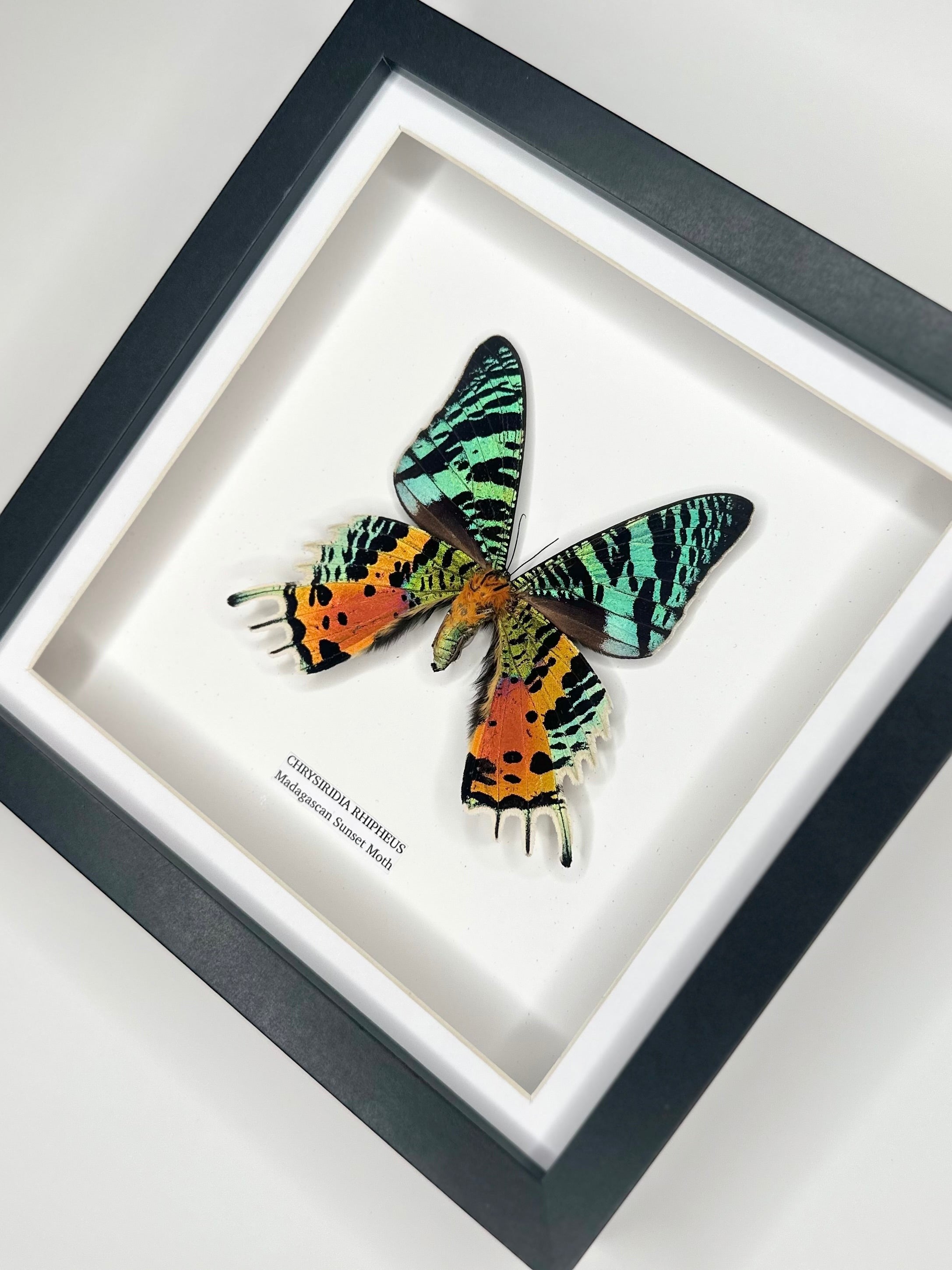Madagascan Sunset Moth Underwing Chrysiridia Rhipheus | Medium deep shadow Frame - Taxidermy Entomology Home Decor Framed Natural Art handmade by cuteaholic gifts