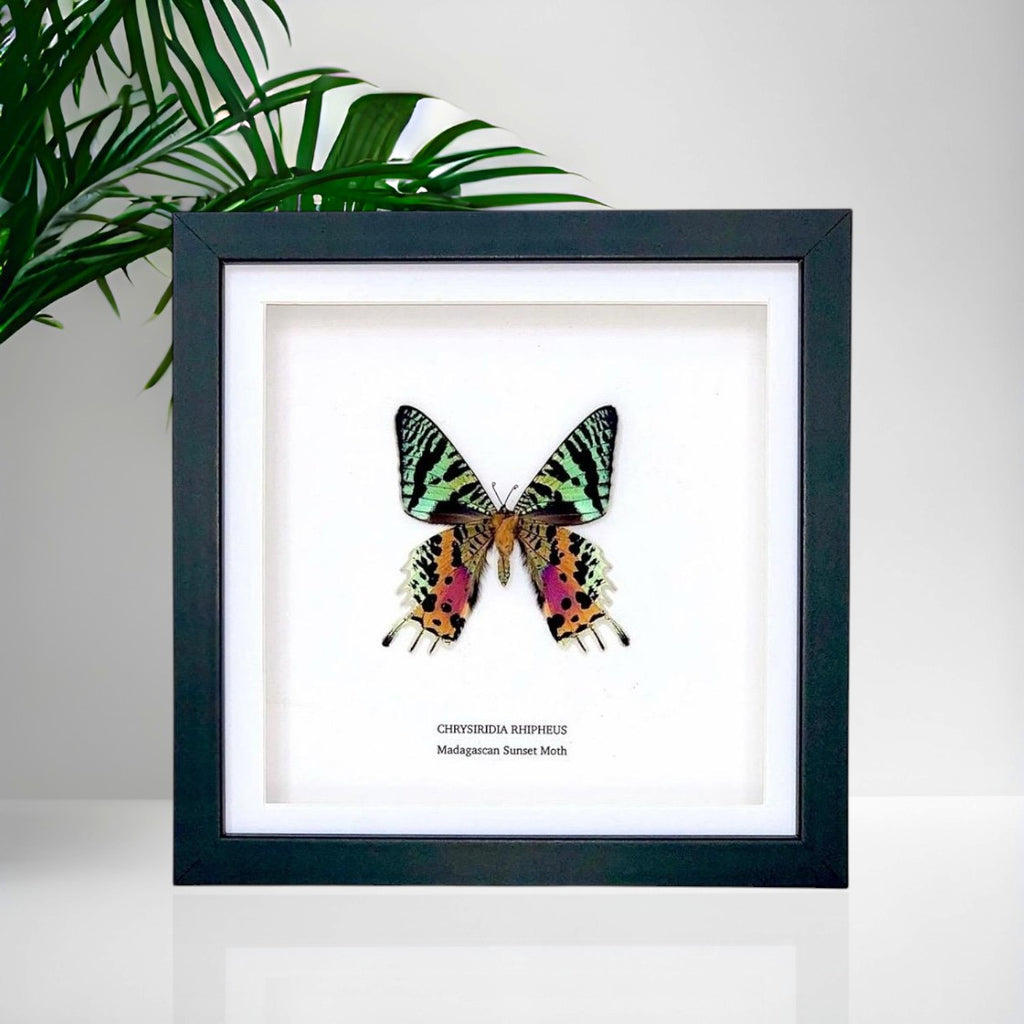 Madagascan Sunset Moth Underwing | Medium Frame • Taxidermy Entomology Home Decor Framed Art