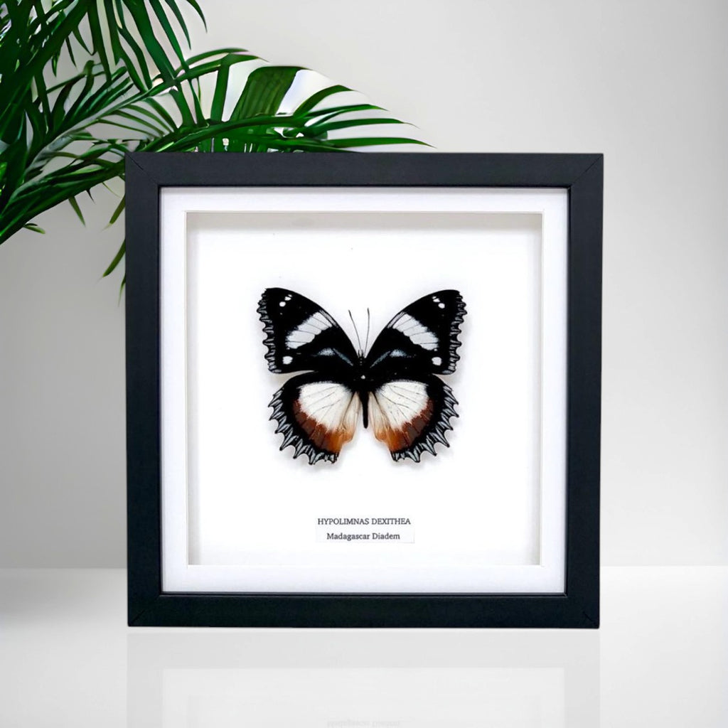 Madagascar Diadem | ’Cat Face’ | Medium Frame • Taxidermy Entomology Home Decor Framed Art