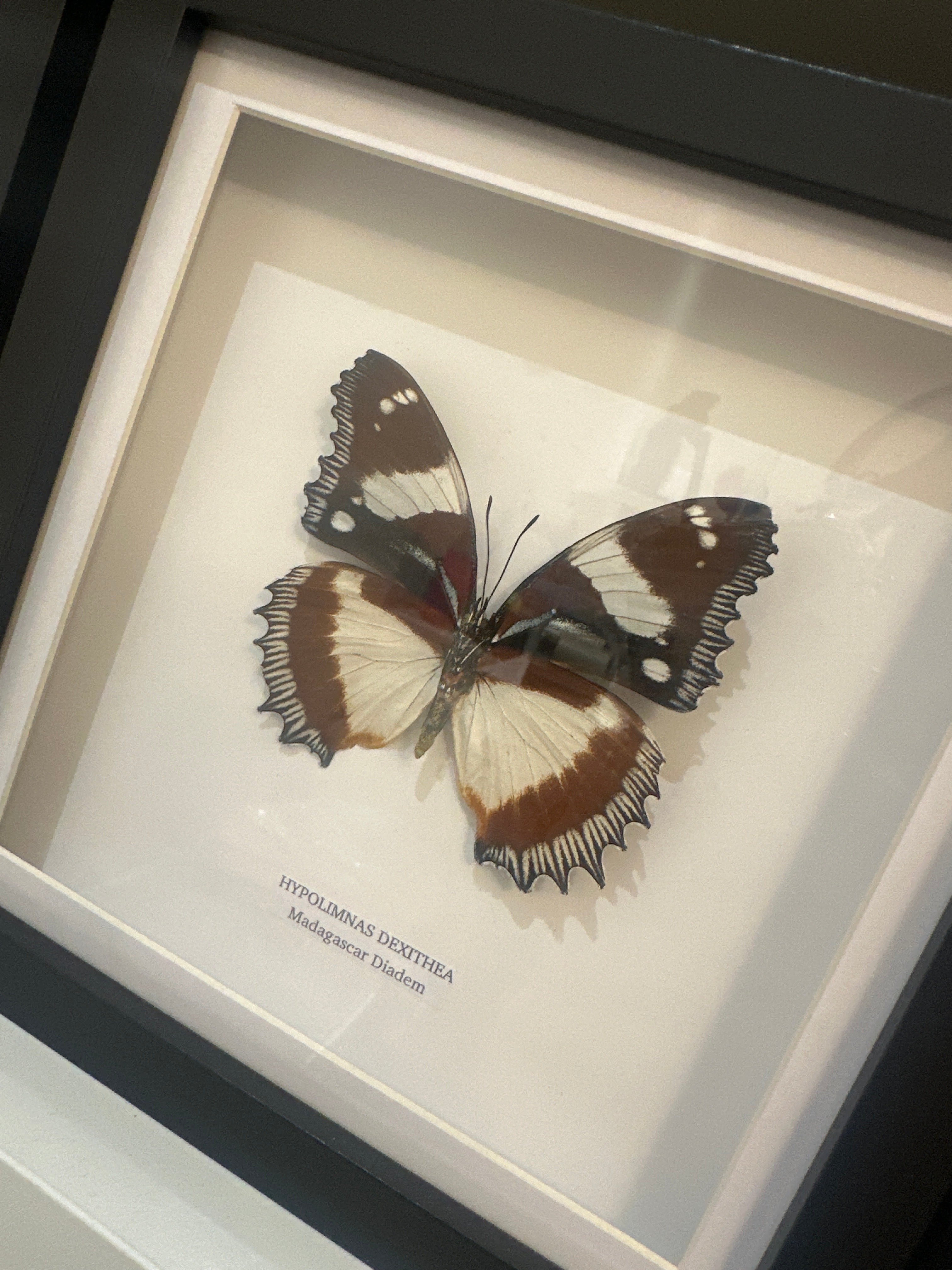 Madagascar Diadem | ’Cat Face’ | Medium Frame • Taxidermy Entomology Home Decor Framed Art