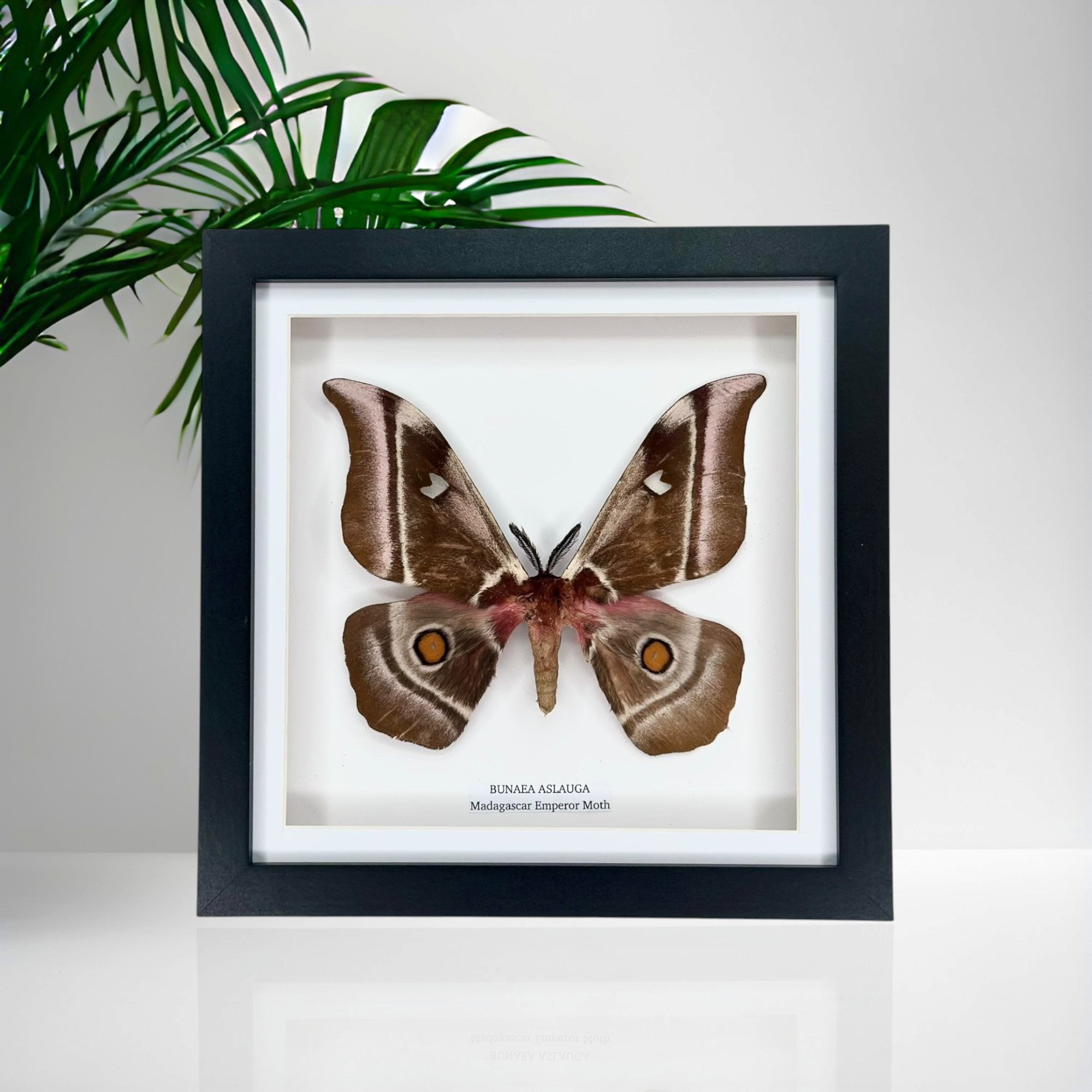 Madagascar Emperor Moth | Bunaea Aslauga | Medium Frame • Taxidermy Entomology Home Decor Framed Art