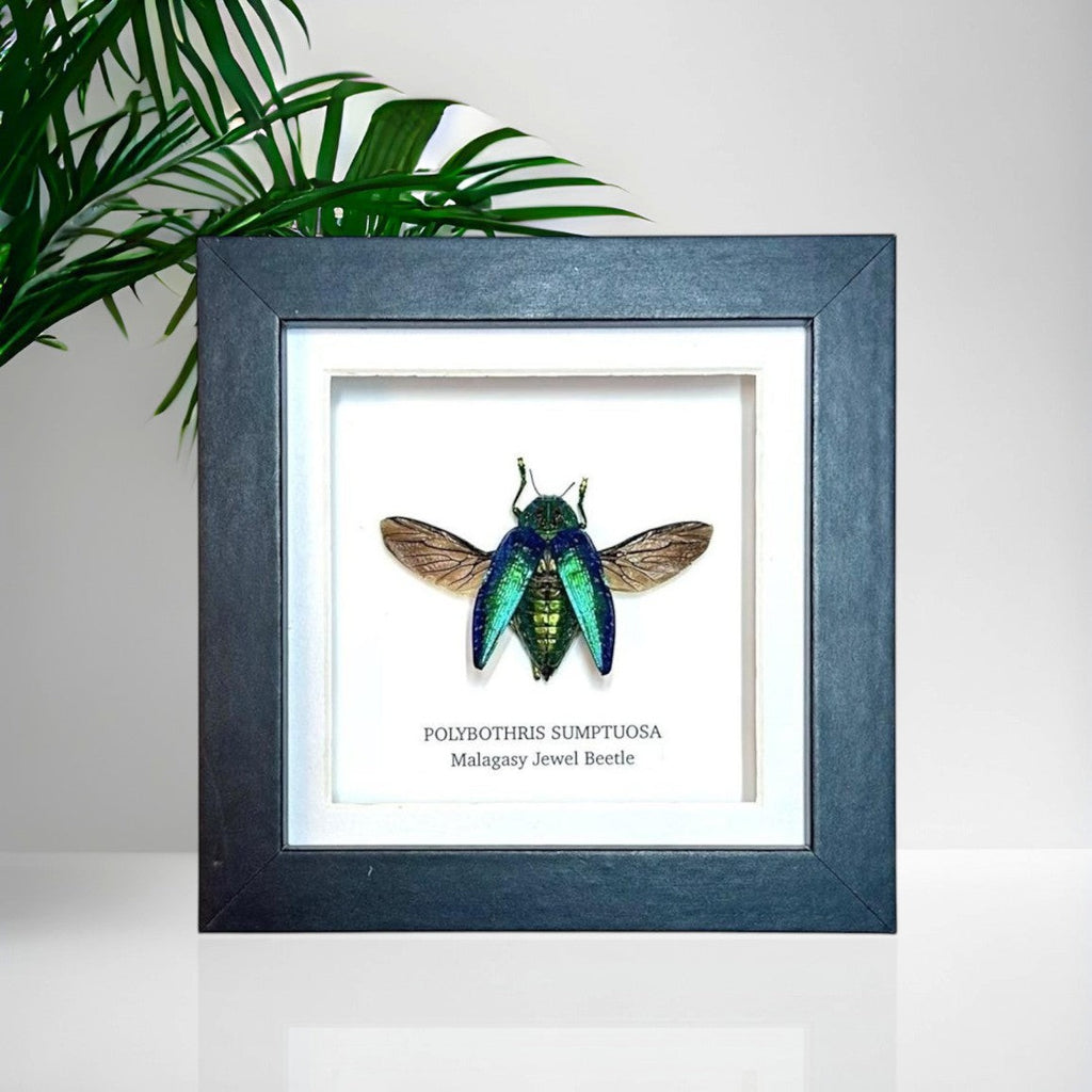 Malagasy Jewel Beetle | Polybothris sumptuosa | Small deep box Frame - Taxidermy Entomology Home Decor Framed Natural Art handmade by cuteaholic gifts