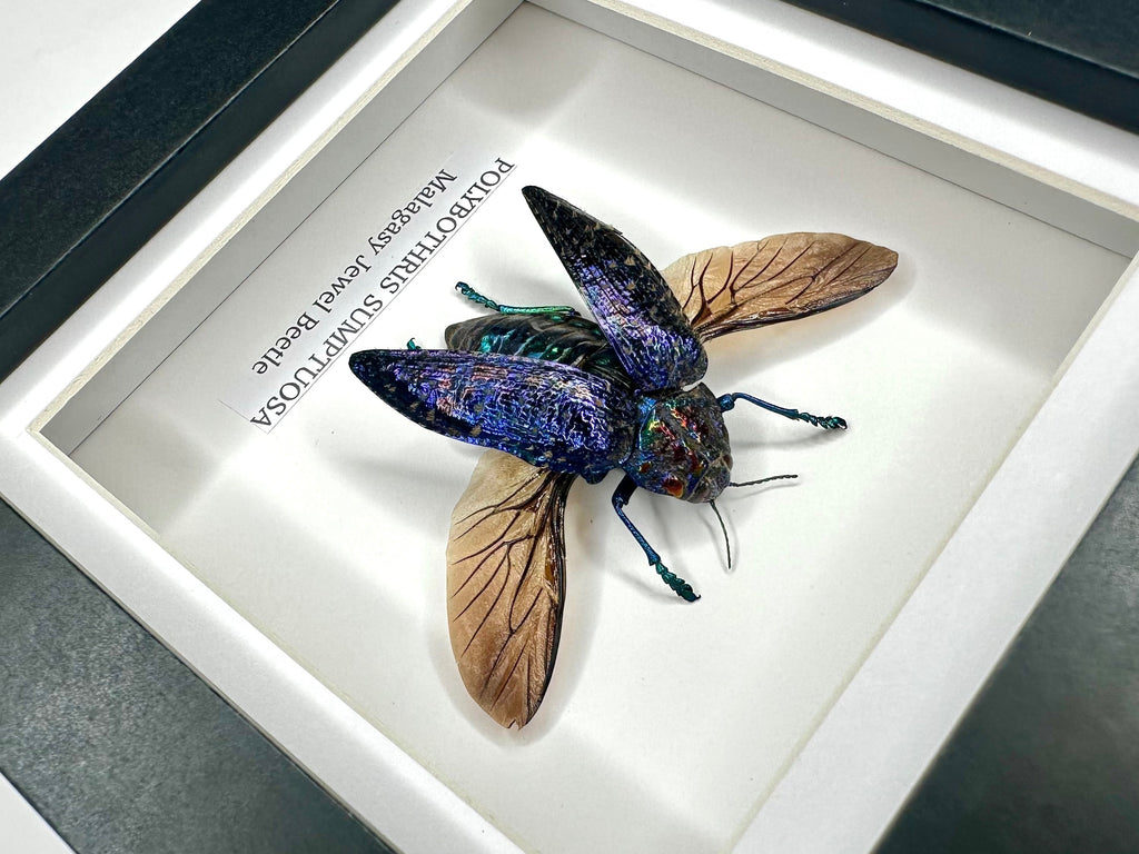 Malagasy Jewel Beetle | Polybothris sumptuosa | Small deep box Frame - Taxidermy Entomology Home Decor Framed Natural Art handmade by cuteaholic gifts