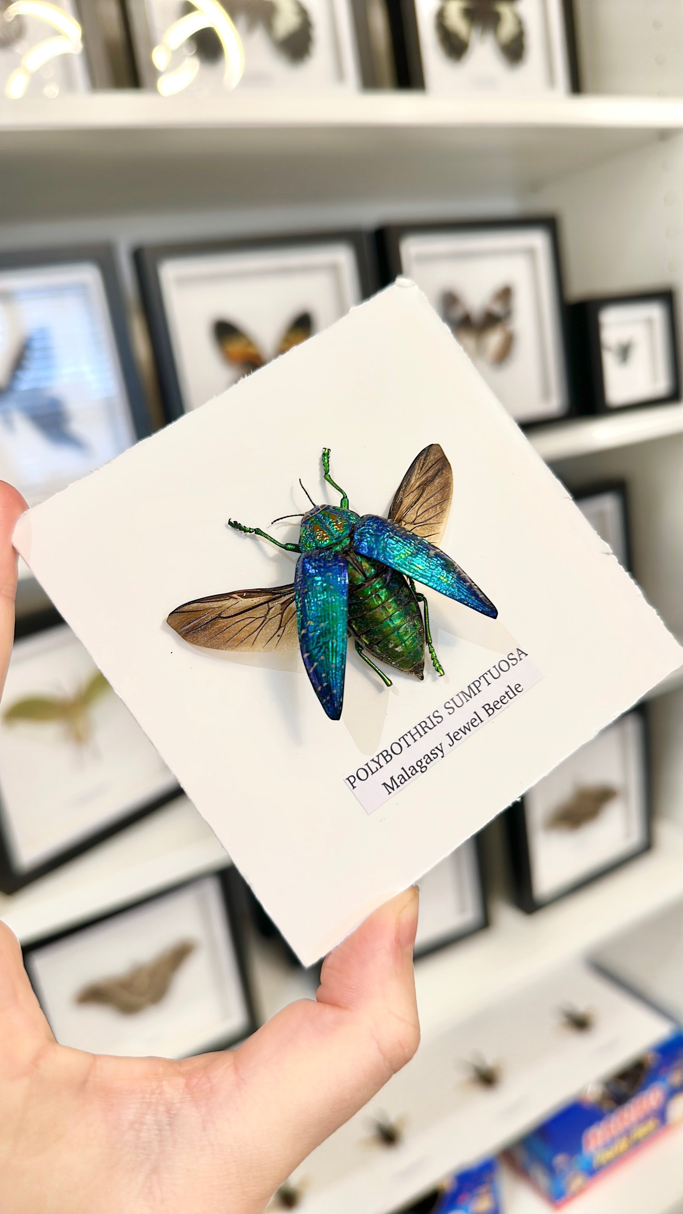 Malagasy Jewel Beetle | Polybothris sumptuosa | Small deep box Frame - Taxidermy Entomology Home Decor Framed Natural Art handmade by cuteaholic gifts
