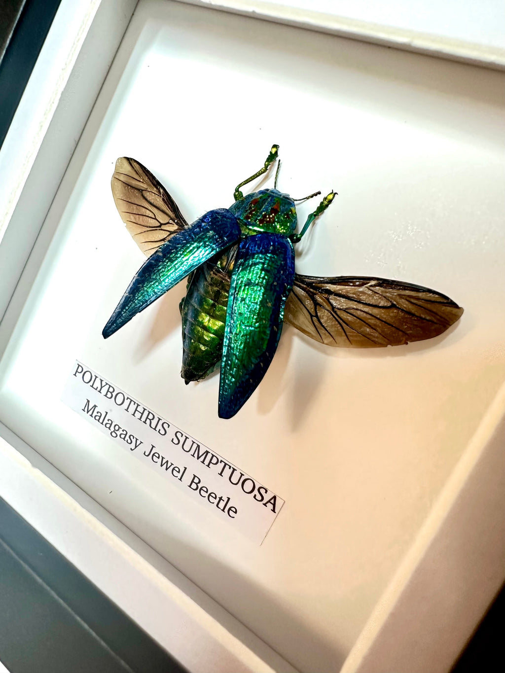 Malagasy Jewel Beetle | Polybothris sumptuosa | Small deep box Frame - Taxidermy Entomology Home Decor Framed Natural Art handmade by cuteaholic gifts