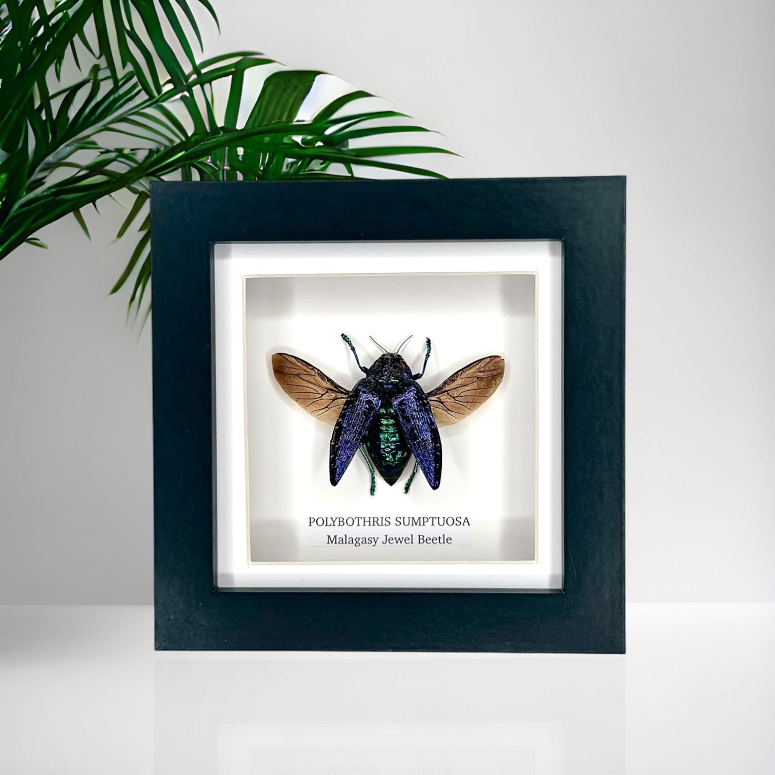Malagasy Jewel Beetle | Polybothris sumptuosa | Small deep box Frame - Taxidermy Entomology Home Decor Framed Natural Art handmade by cuteaholic gifts