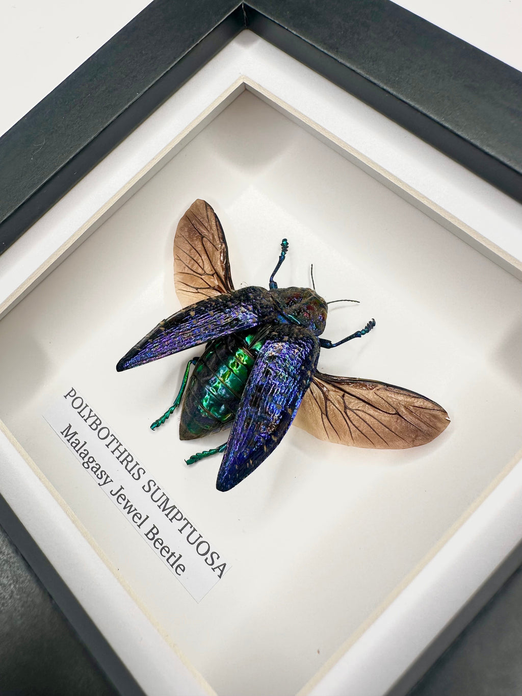Malagasy Jewel Beetle | Polybothris sumptuosa | Small deep box Frame - Taxidermy Entomology Home Decor Framed Natural Art handmade by cuteaholic gifts