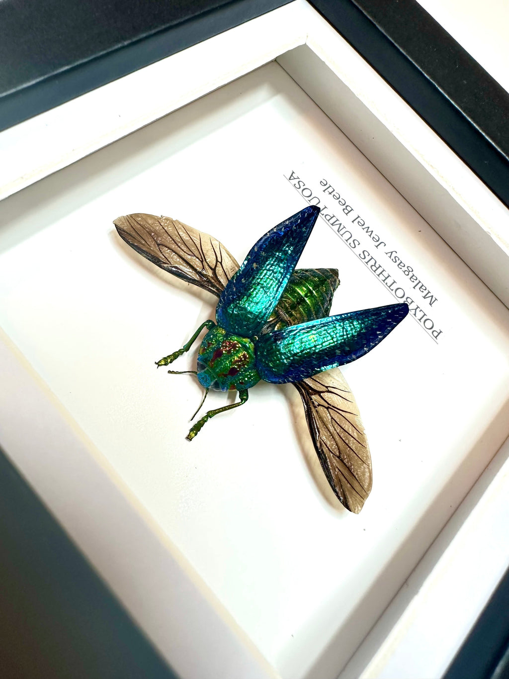 Malagasy Jewel Beetle | Polybothris sumptuosa | Small deep box Frame - Taxidermy Entomology Home Decor Framed Natural Art handmade by cuteaholic gifts