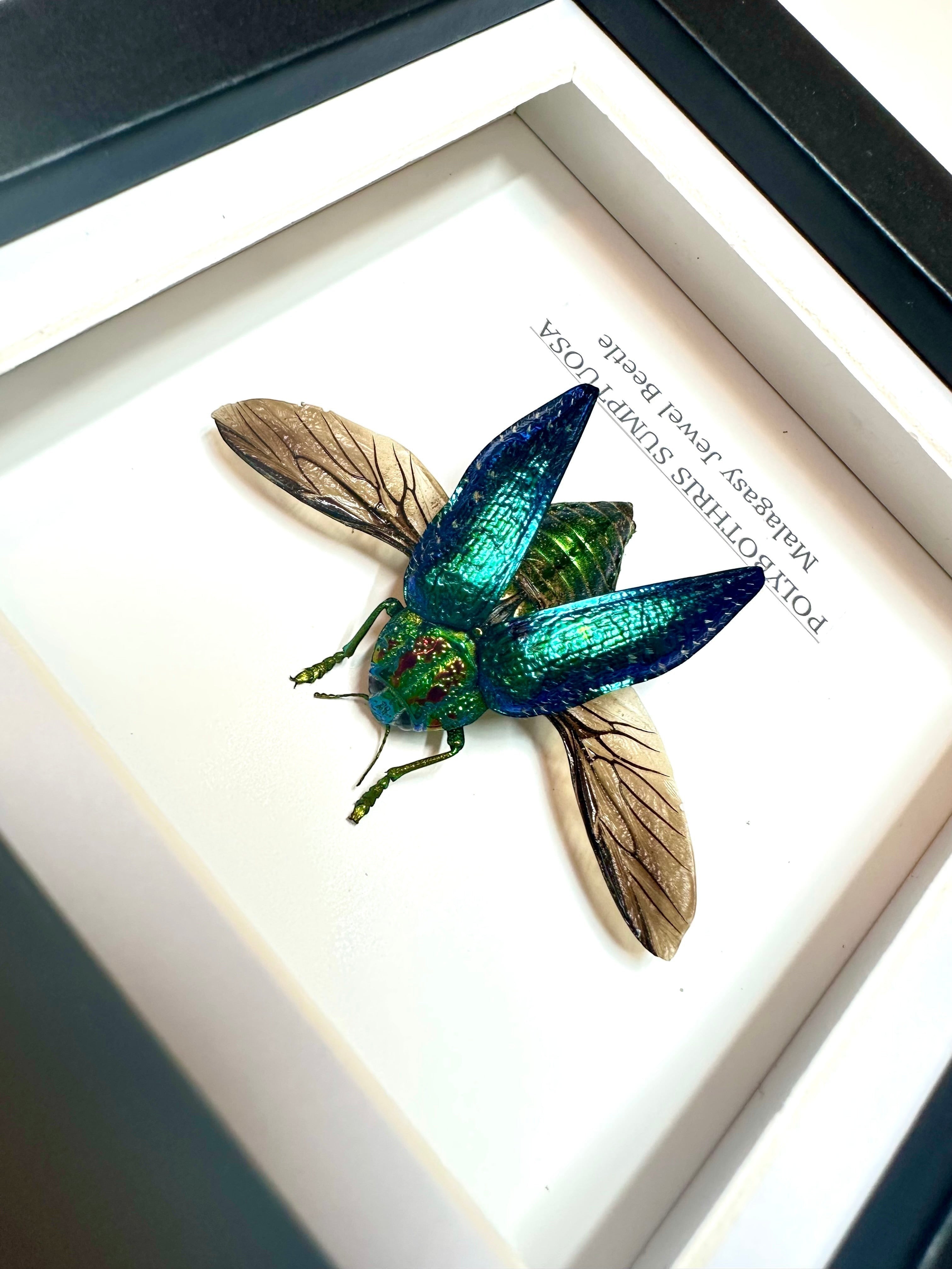 Malagasy Jewel Beetle | Polybothris sumptuosa | Small deep box Frame - Taxidermy Entomology Home Decor Framed Natural Art handmade by cuteaholic gifts