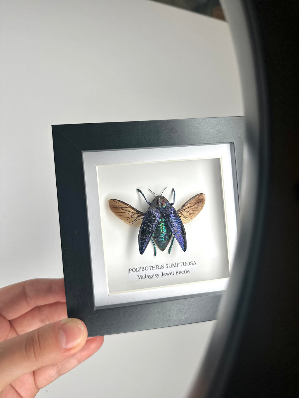 Malagasy Jewel Beetle | Polybothris sumptuosa | Small deep box Frame - Taxidermy Entomology Home Decor Framed Natural Art handmade by cuteaholic gifts