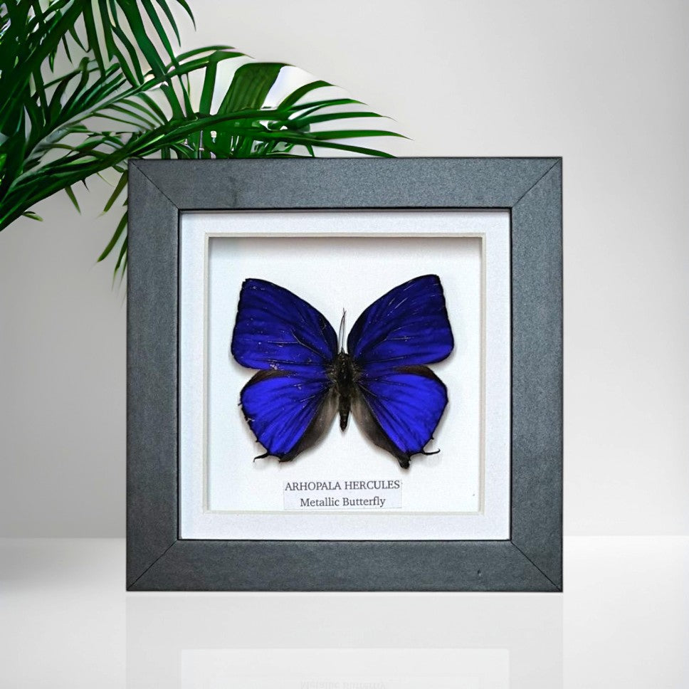Metallic Butterfly | Hercules Arhopala | Small Frame • Taxidermy Entomology Home Decor Framed Art