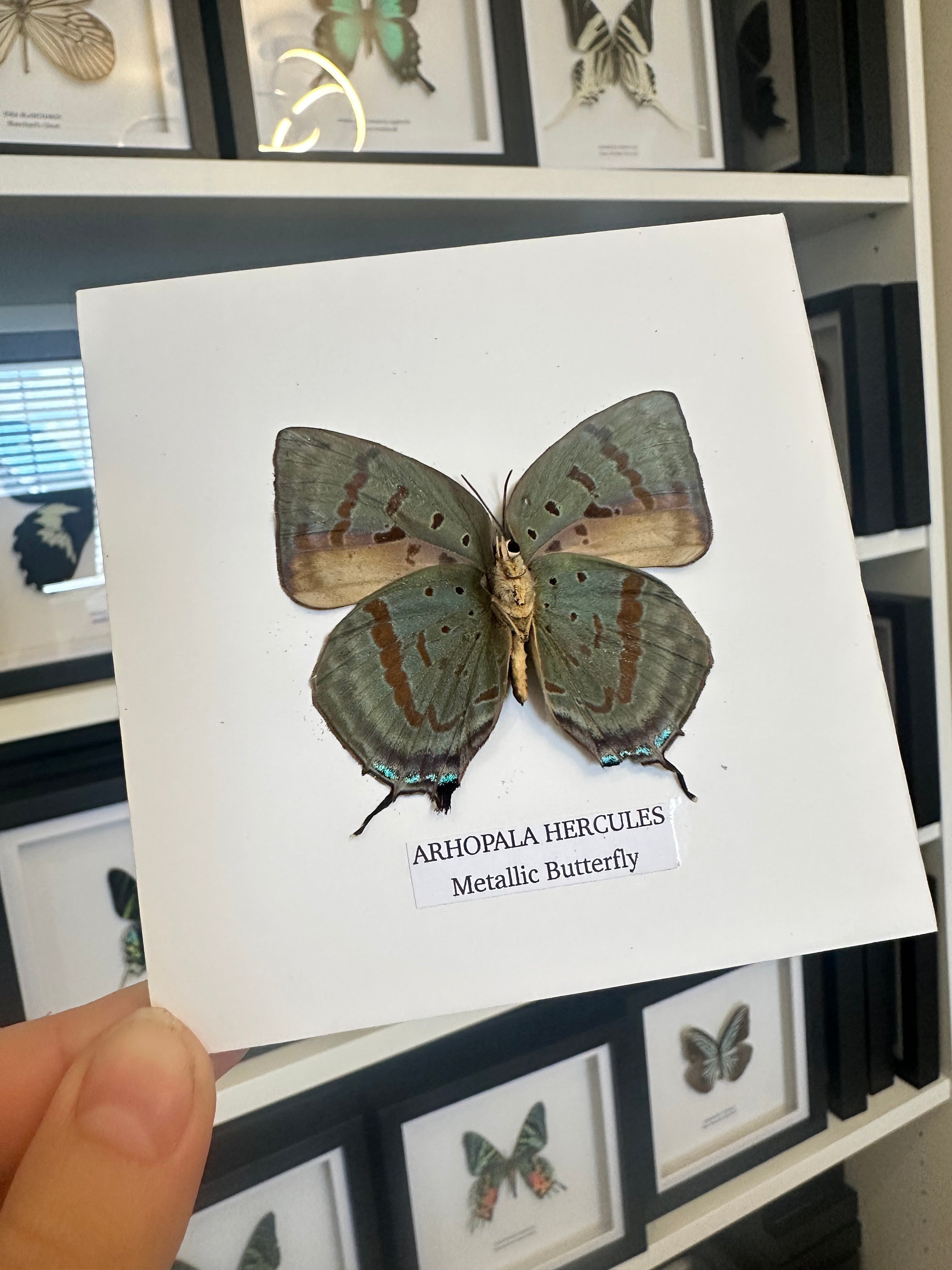 Metallic Butterfly | Hercules Arhopala | Small Frame • Taxidermy Entomology Home Decor Framed Art