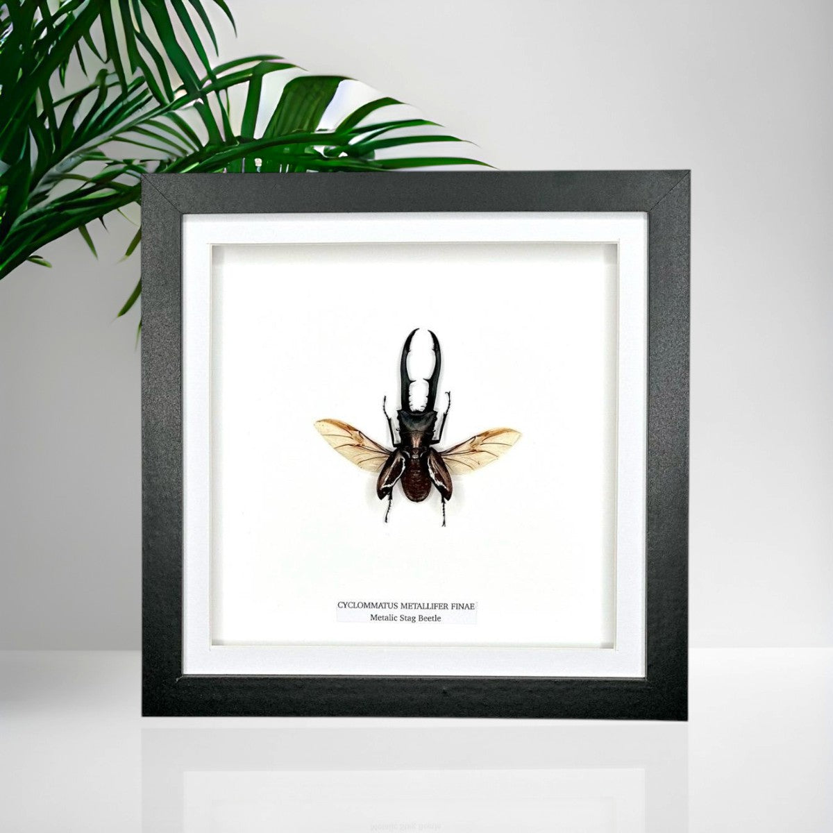 Metallic Stag Beetle | Medium Frame • Taxidermy Entomology Home Decor Framed Art