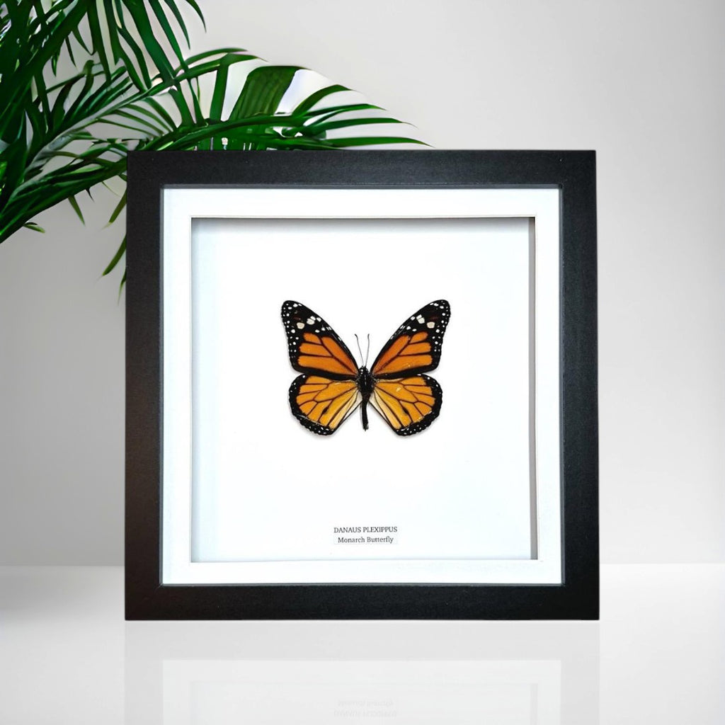 Monarch Butterfly | Danaus Plexippus | Medium Frame • Taxidermy Entomology Home Decor Framed Art