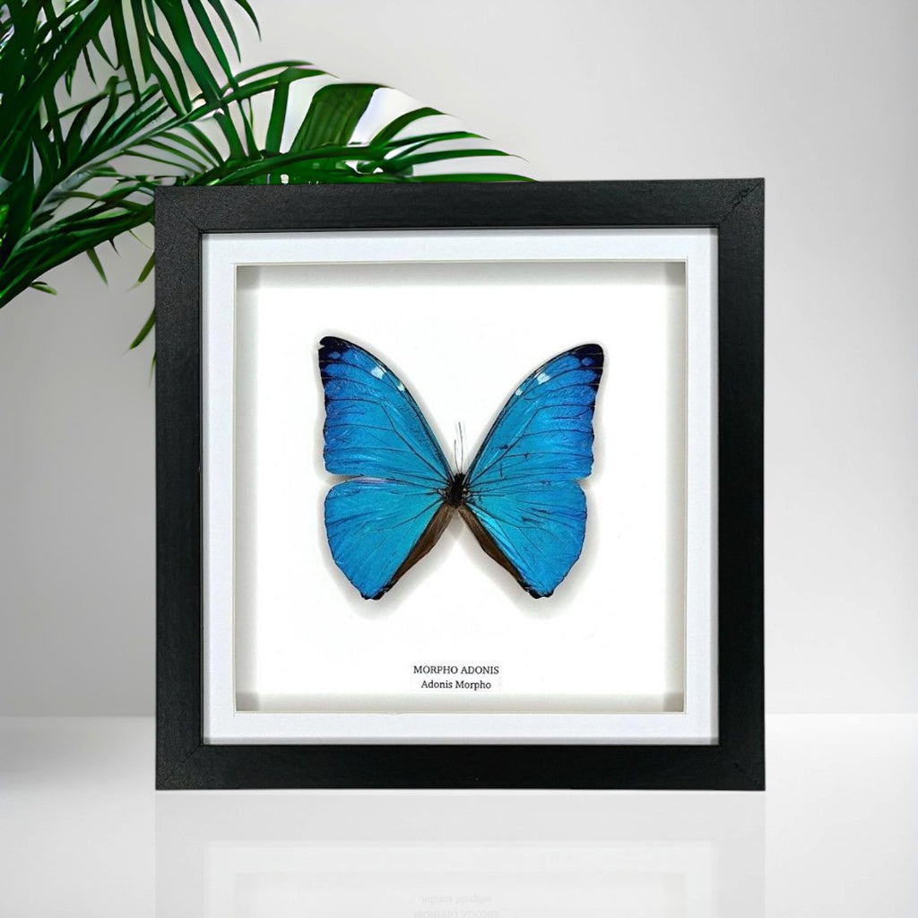 Morpho Adonis | Medium Frame • Taxidermy Entomology Home Decor Framed Art