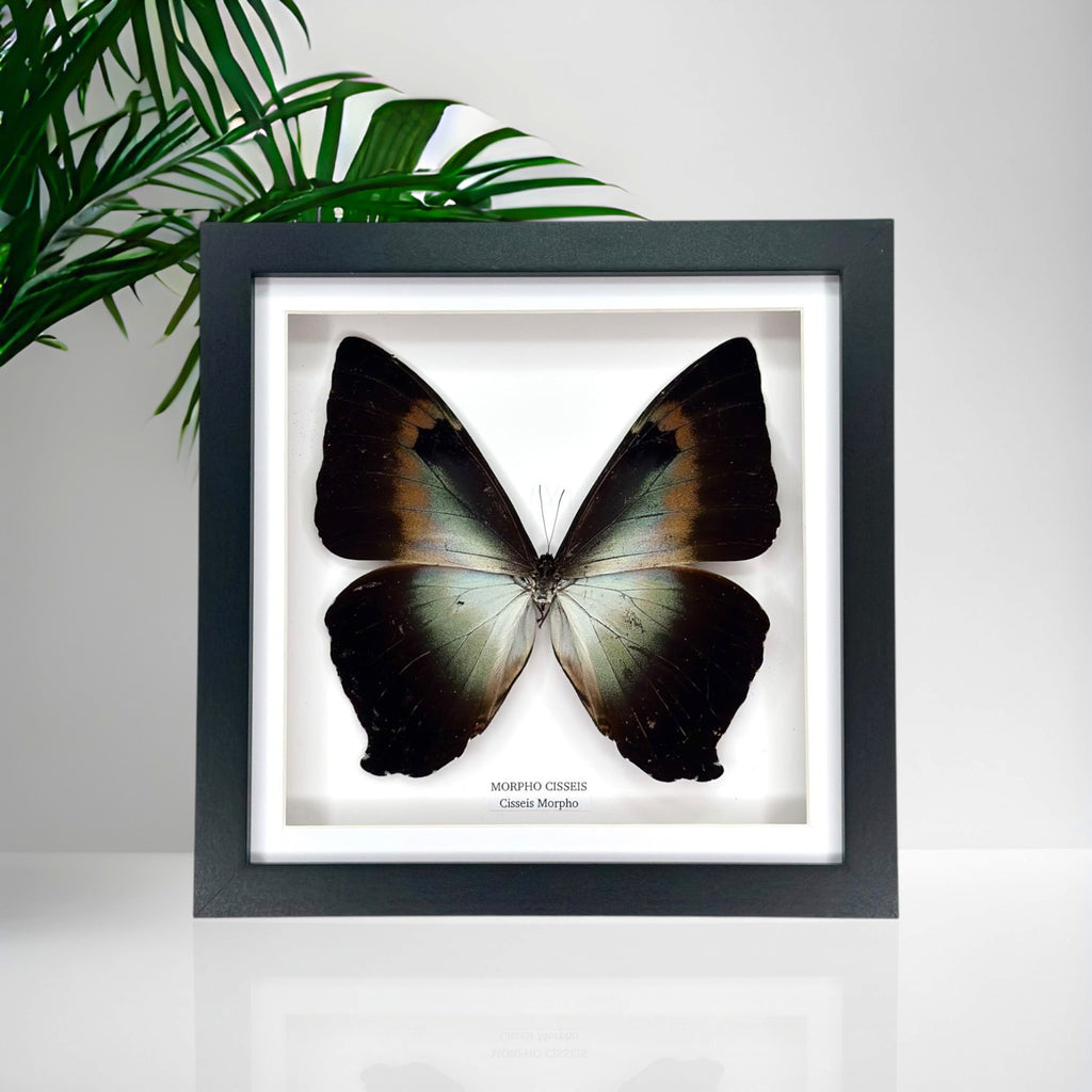Morpho Cisseis | Medium Frame • Taxidermy Entomology Home Decor Framed Art