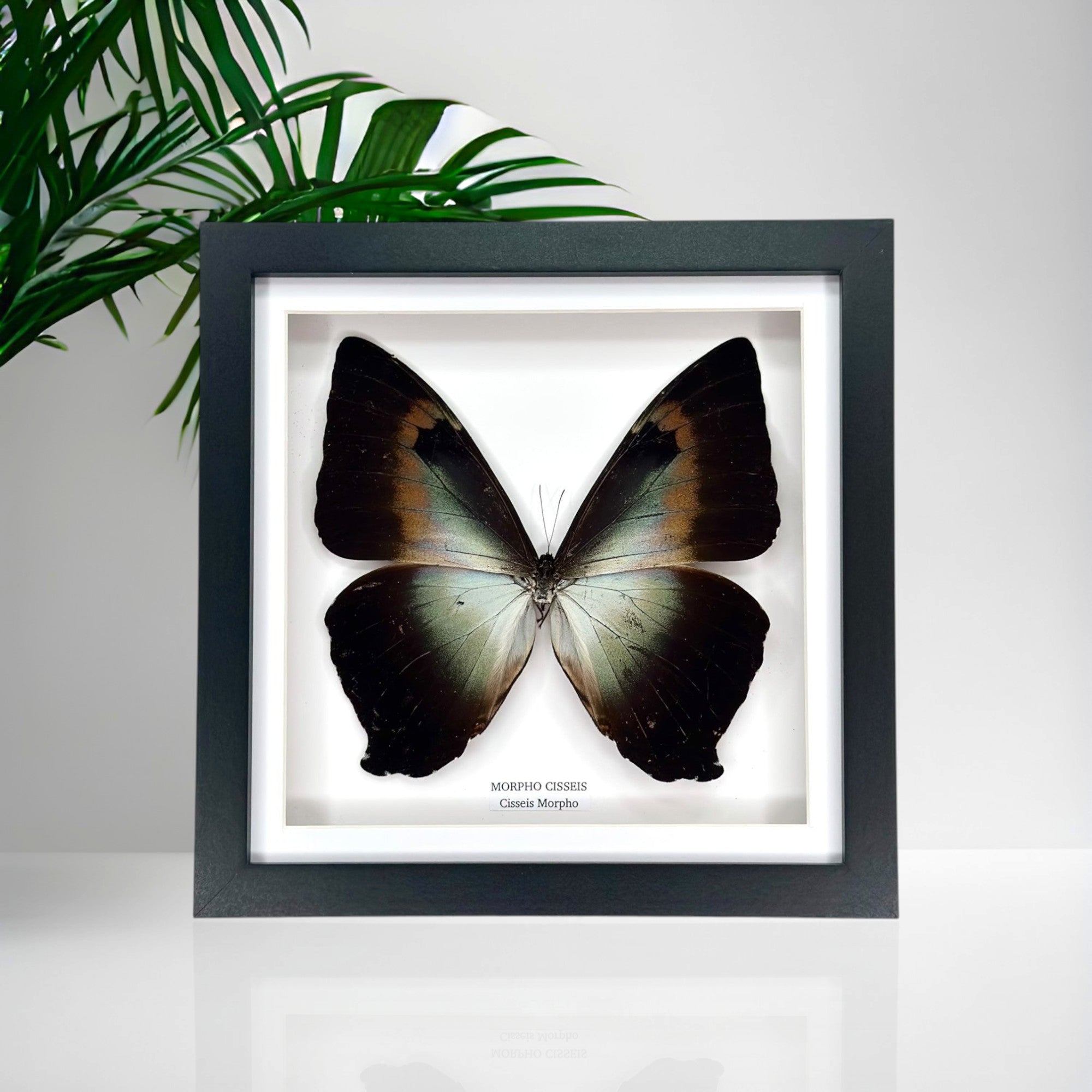 Morpho Cisseis | Medium Frame • Taxidermy Entomology Home Decor Framed Art